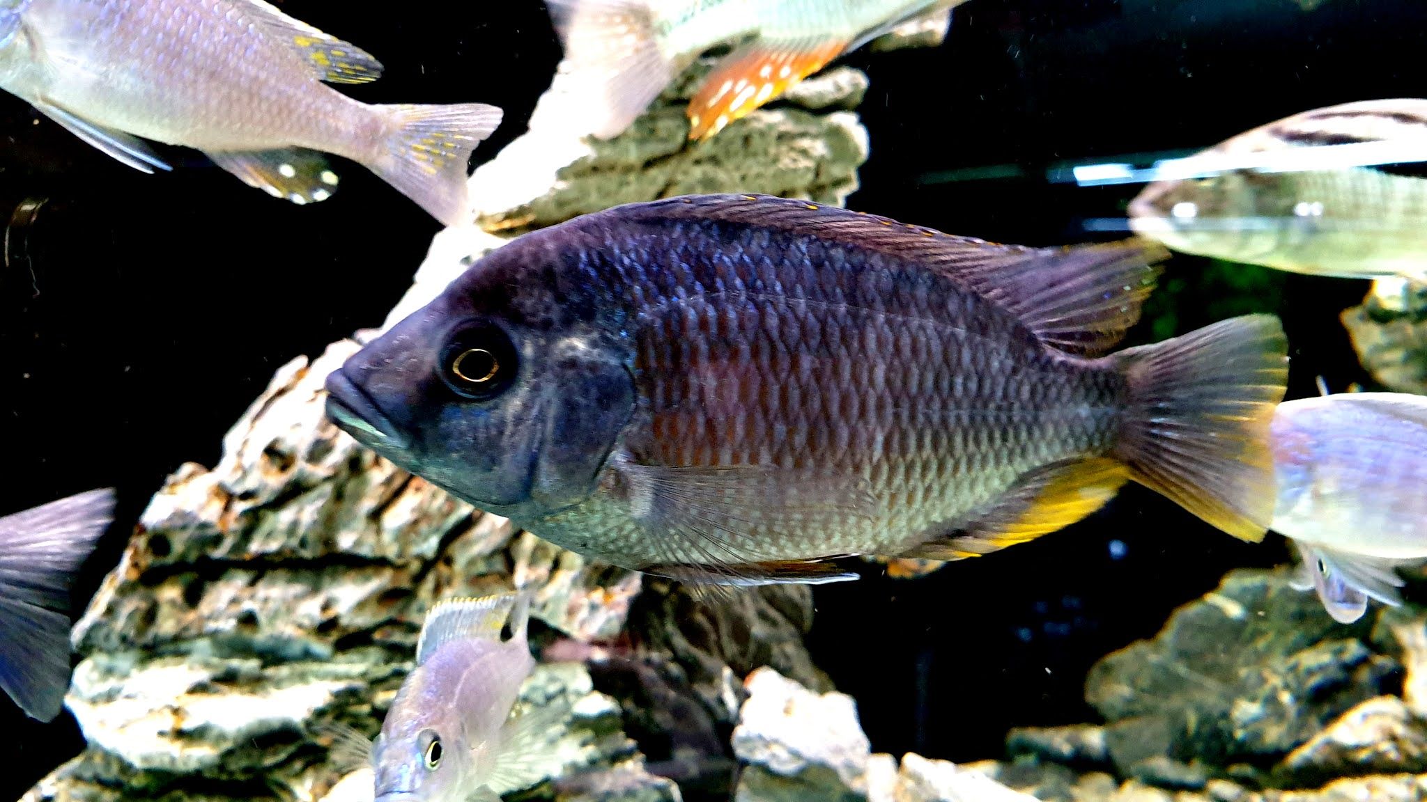 Cichlids Wallpapers - Wallpaper Cave