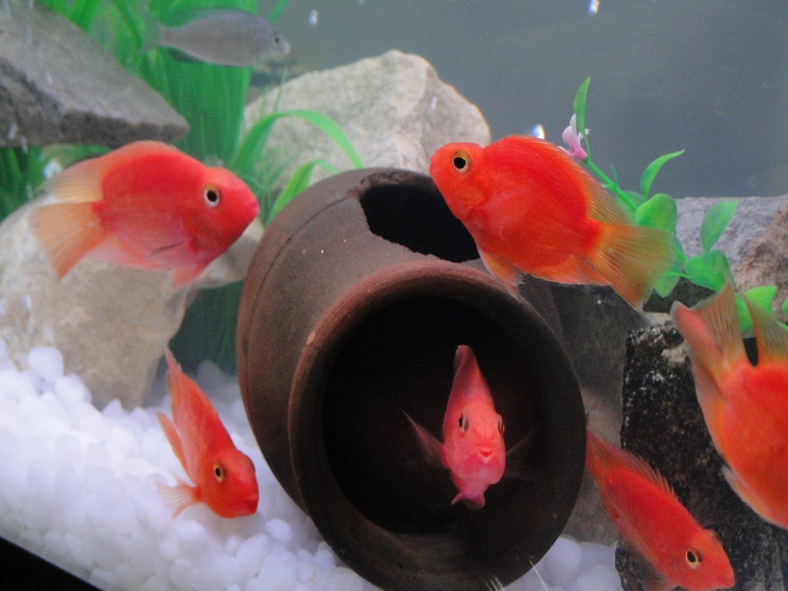 Funny dog pics without captions dowload 3D HD picture design free download for background. Funny dog picture, Dog picture, Funny dogs