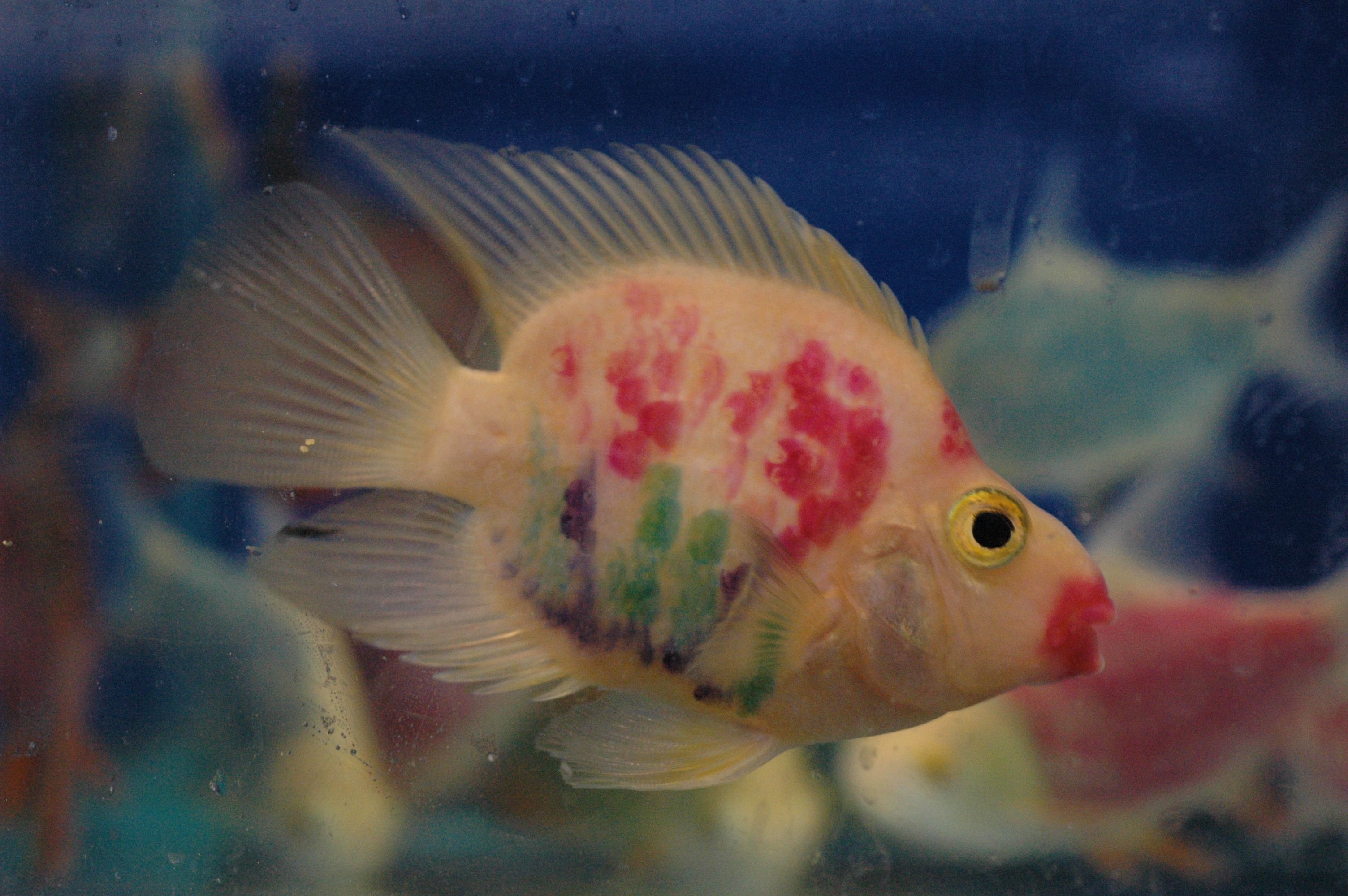 Cichlid Research Home Page: Parrot Cichlids