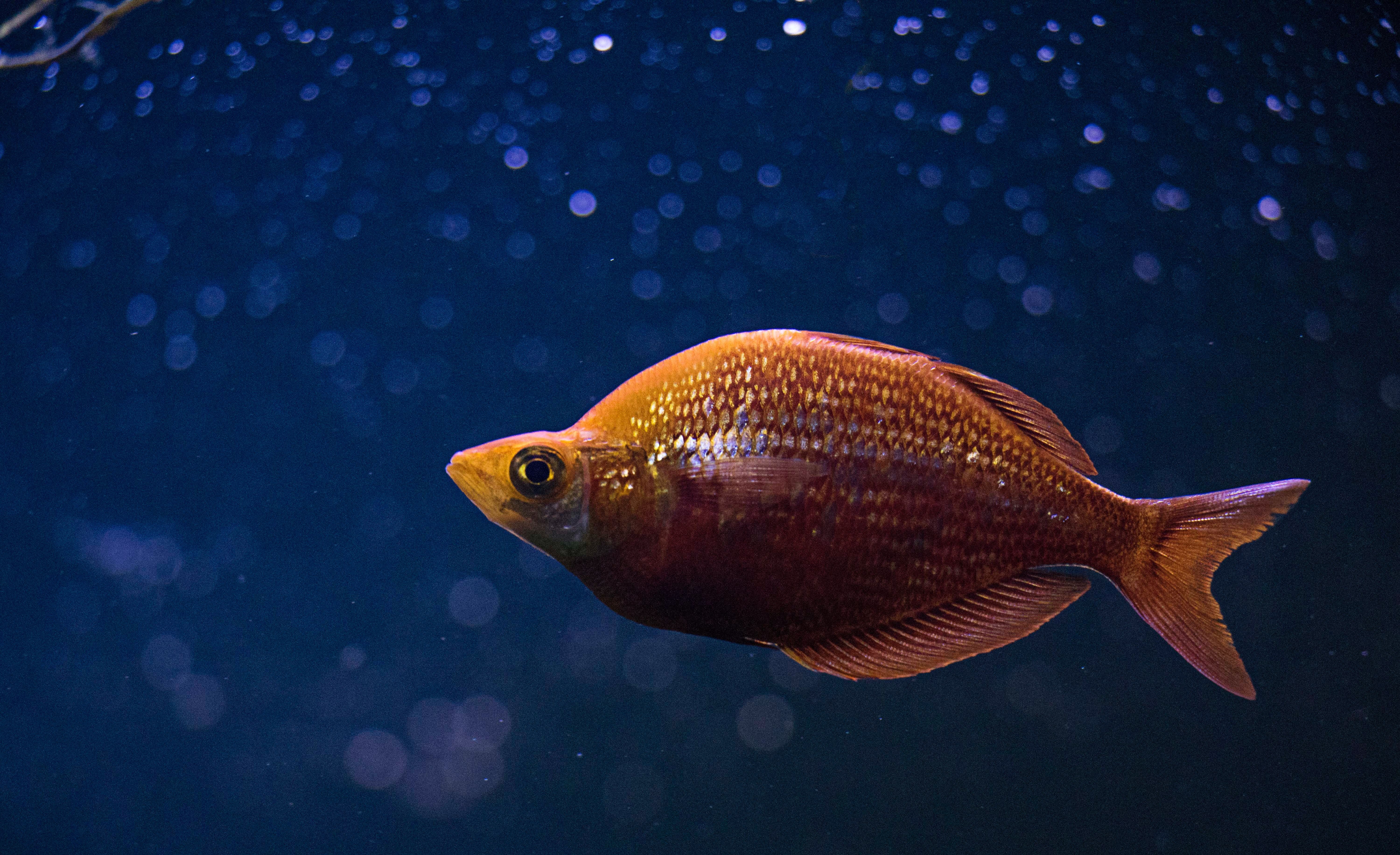 Orange Cichlid Fish in Middle of Blue Water · Free