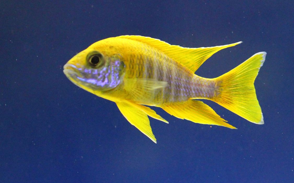 CICHLID tropical fish wallpaperx1766