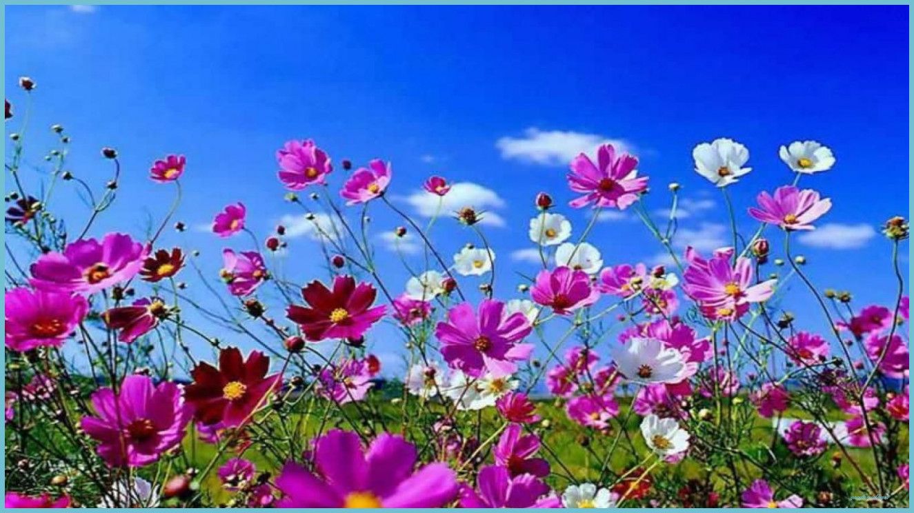 Free Spring Nature HD Desktop Wallpaper #springdesktopwallpaper