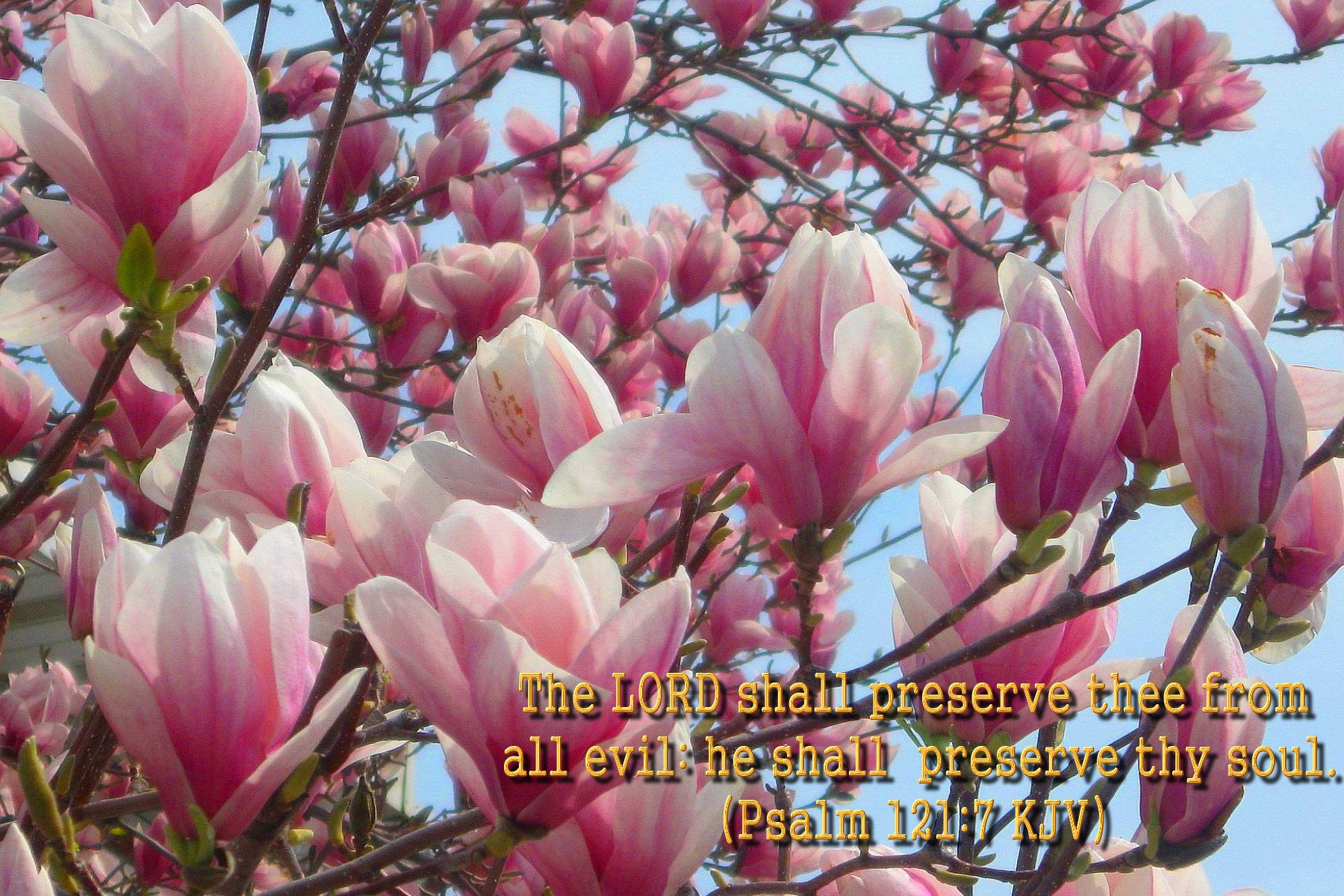 Spring Flowers Bible Verses