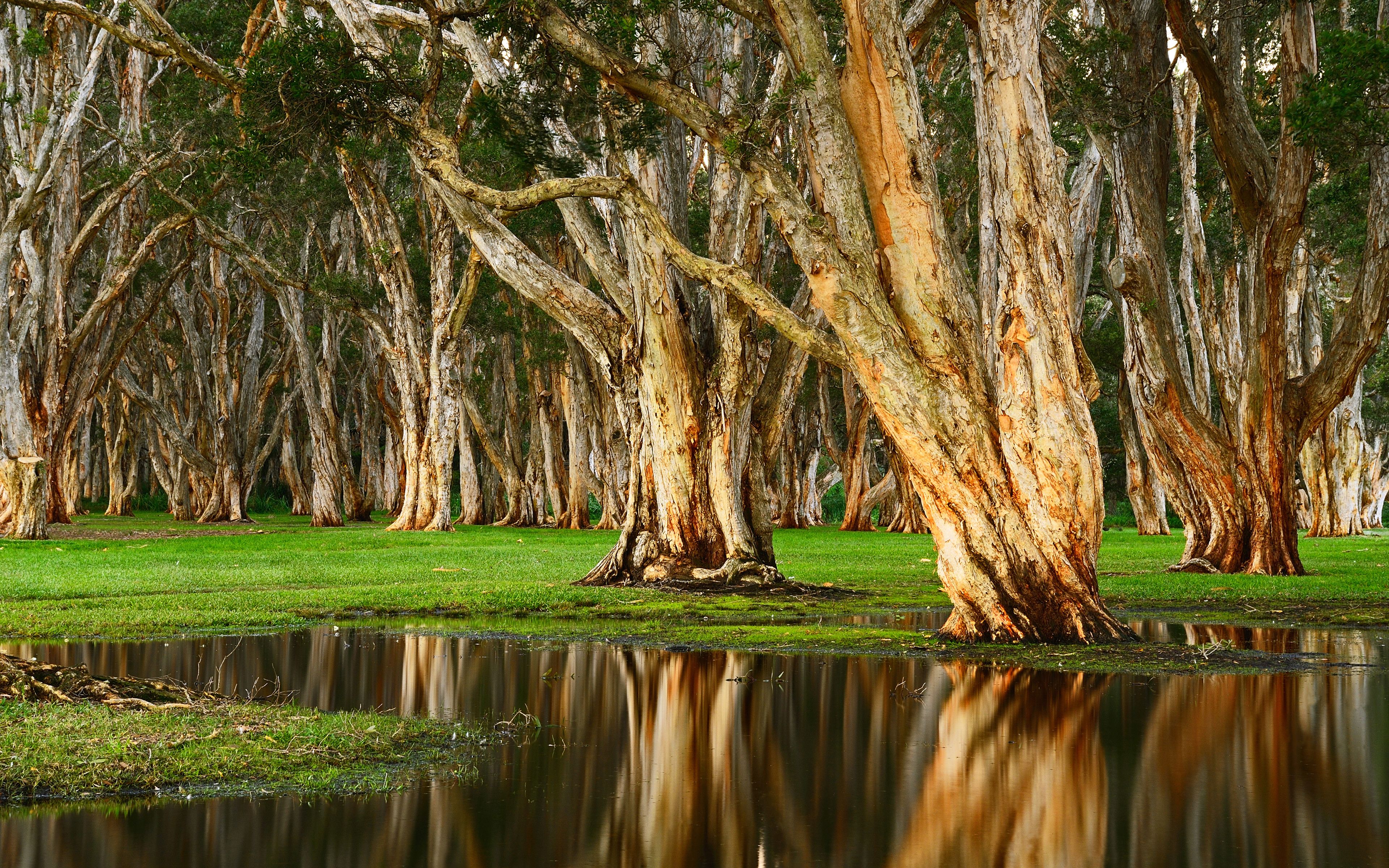 Centennial Park 4K Wallpaper, Forest, Rainy day, Swamp, Australia, Nature
