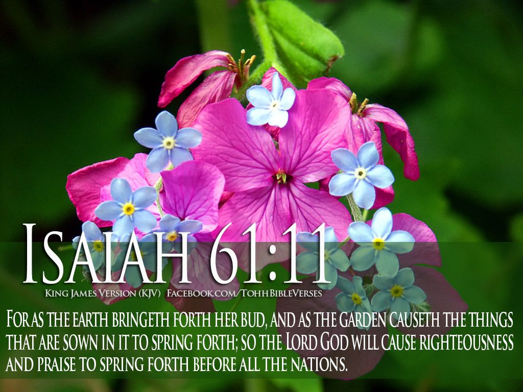 Bible Verses On Gods Love Isaiah 61 11 Flower HD Wallpaper Verse Spring Flower