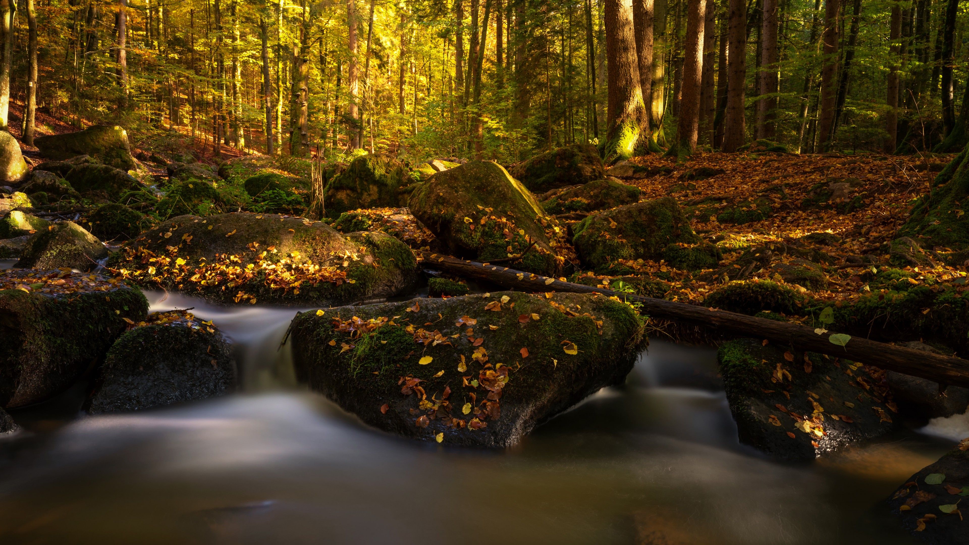 Forest 4K Wallpaper, Autumn, Fall Foliage, Autumn leaves, Water stream, Bavaria, Germany, Nature