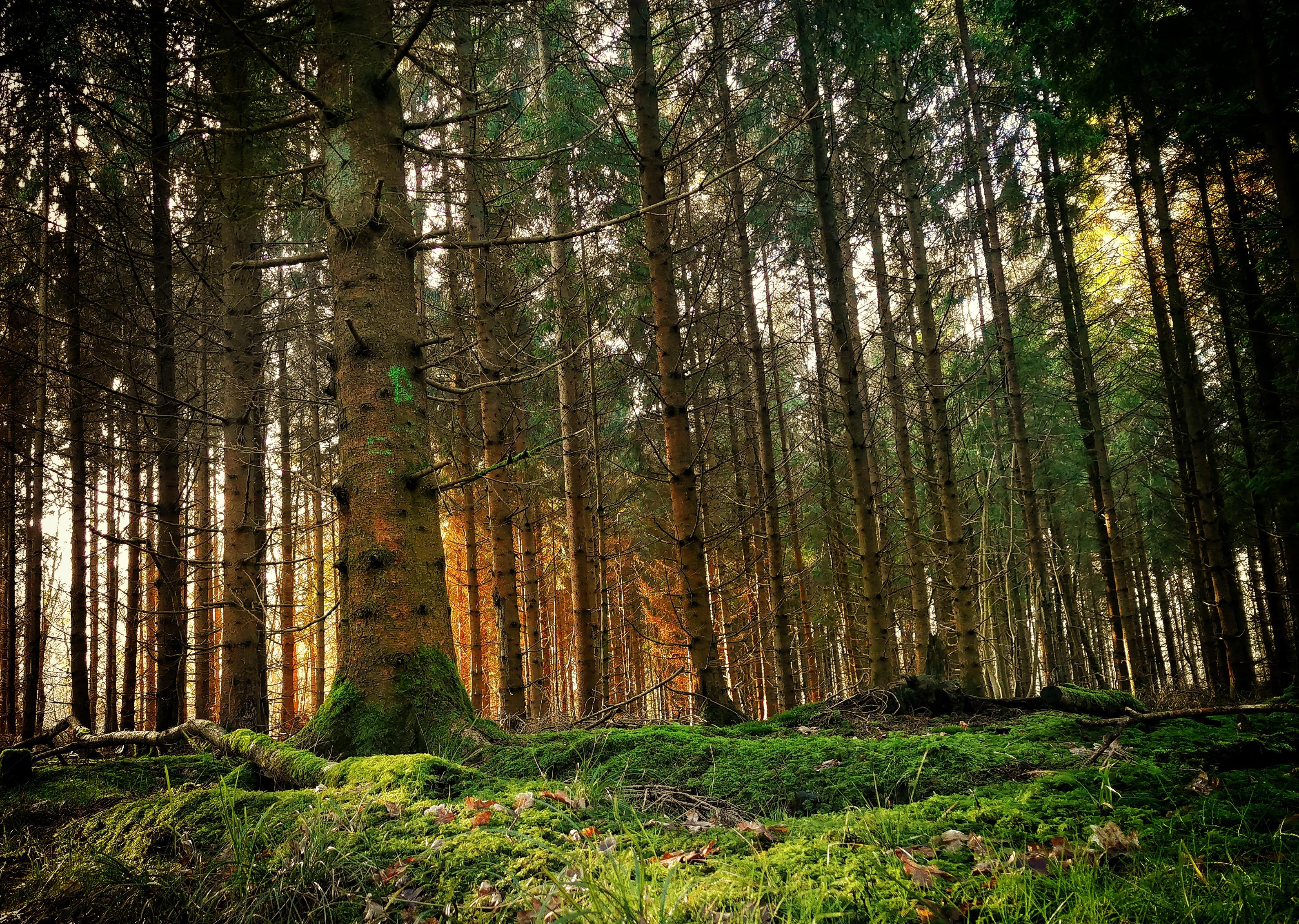 Just a Very Random Forest in the UK HD wallpaper