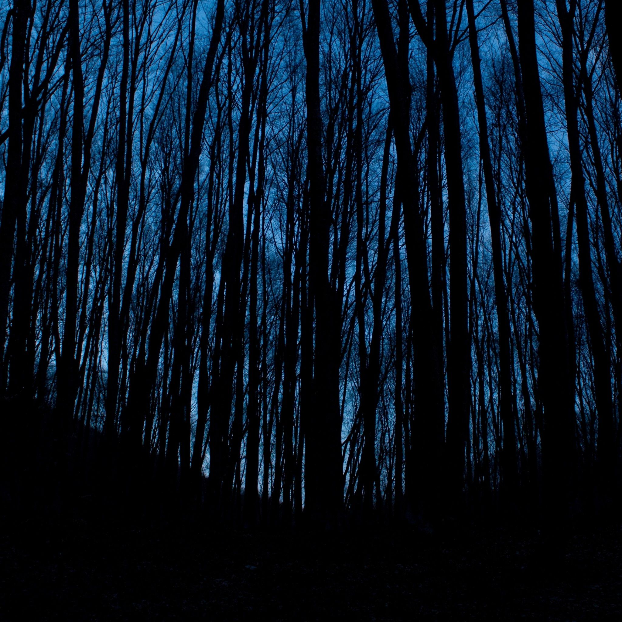 Wallpaper 4k trees, forest, dark, night 4k Dark, Forest, Trees