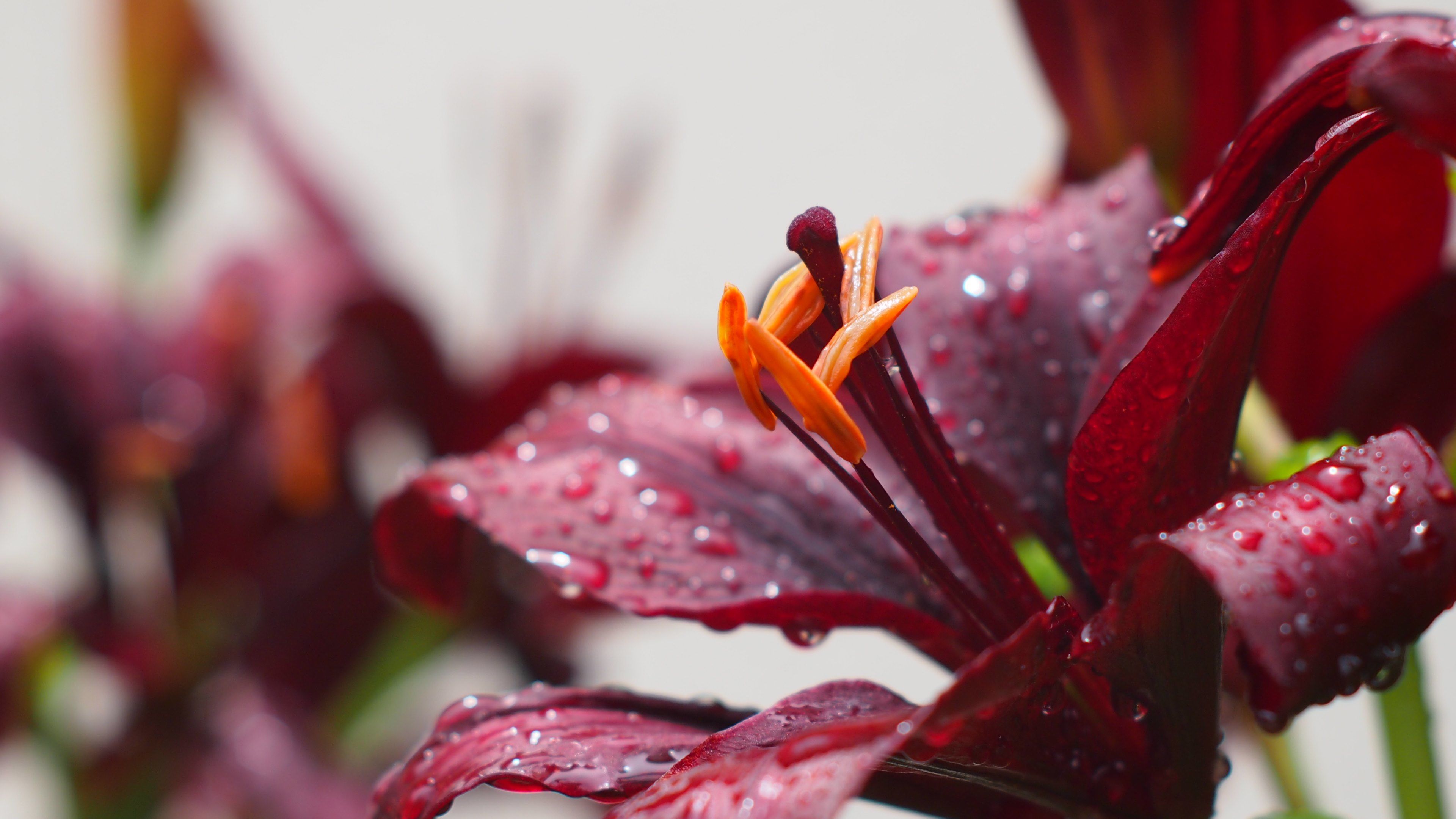 Burgundy Flowers And Rain Drops HD Wallpaper
