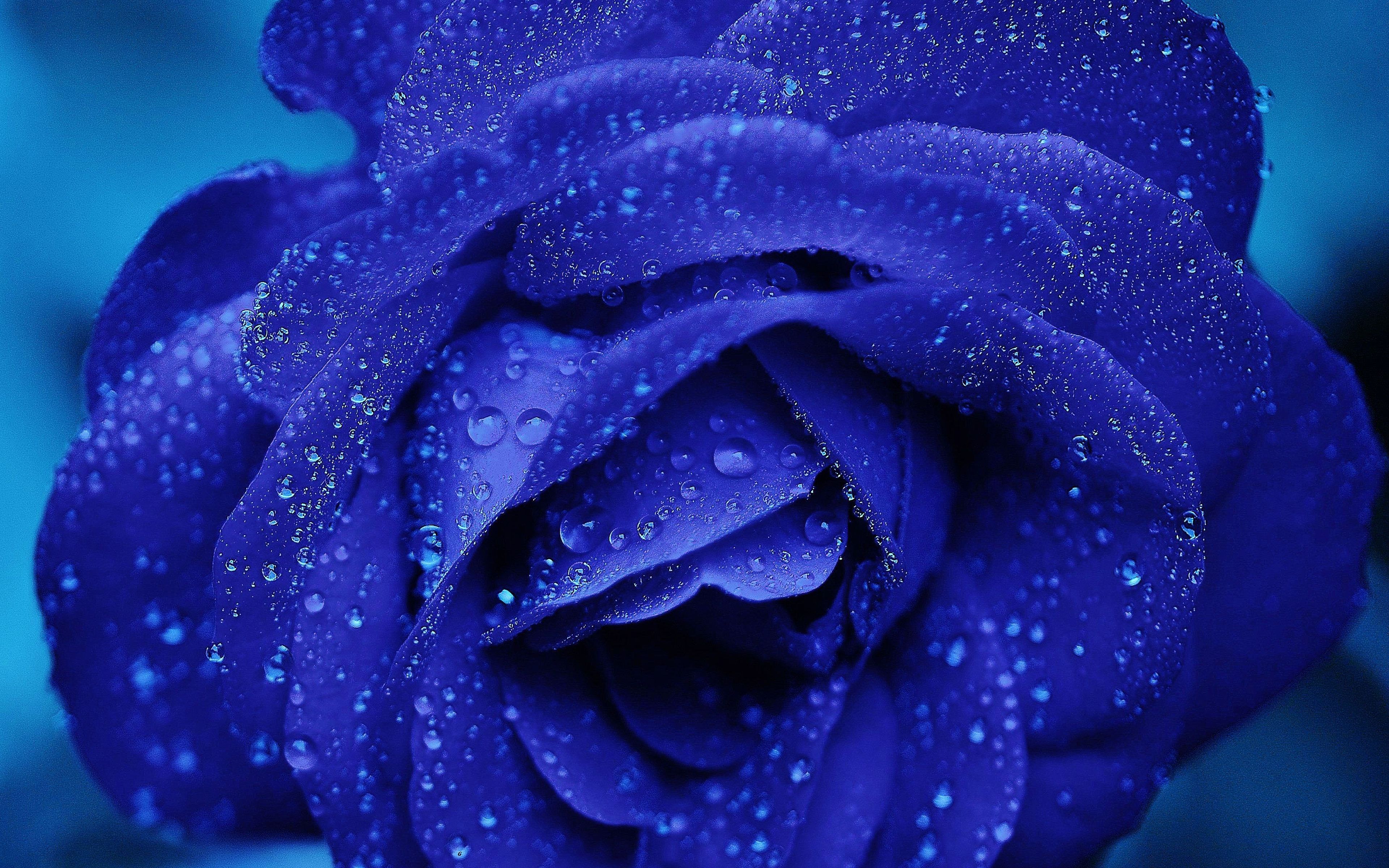 wallpaper for desktop, laptop. rose flower blue rain bokeh zoom
