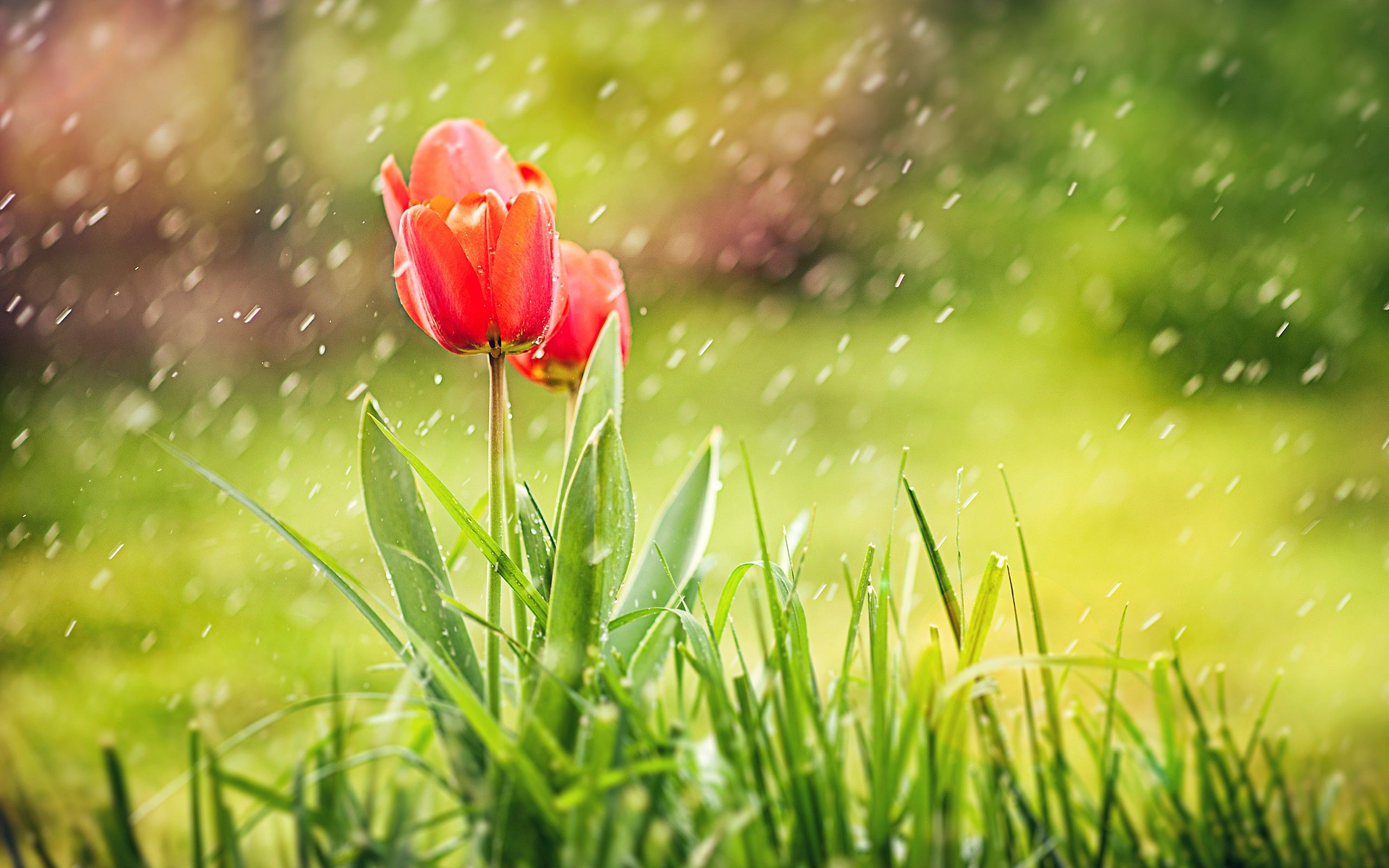 Tulip Rain HD, HD Flowers, 4k Wallpaper, Image, Background, Photo and Picture