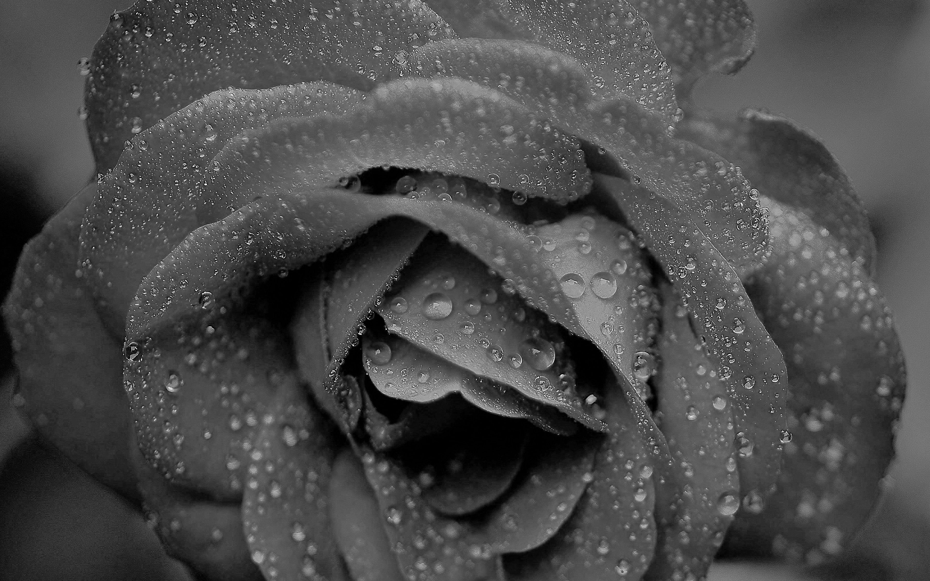 Rose Flower Bw Black Dark Rain Bokeh Zoom Wallpaper