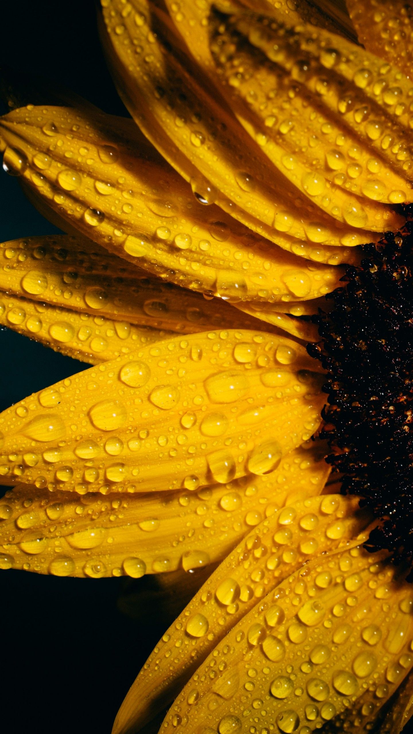 Sunflower Wallpaper 4K, Black background, Flowers