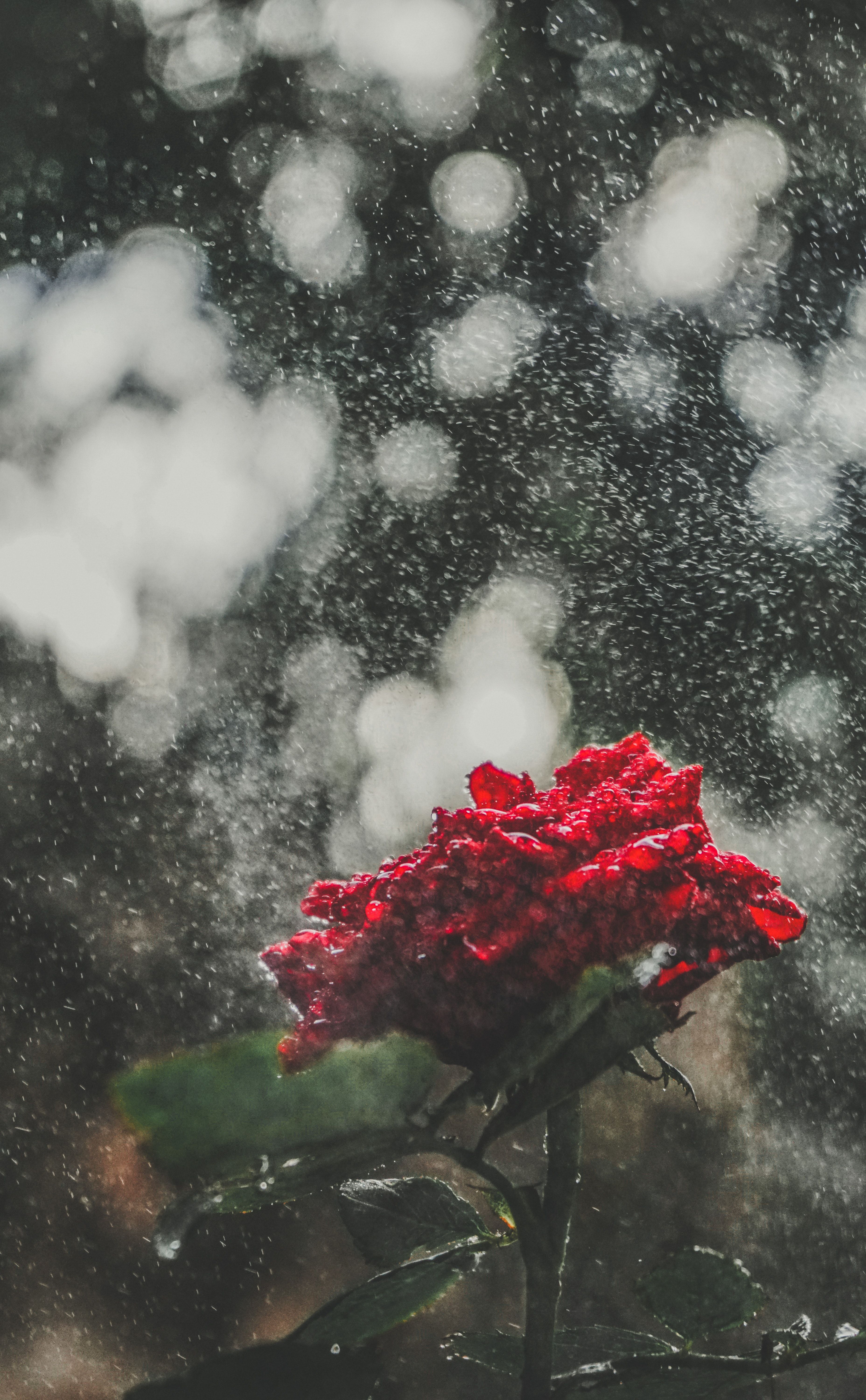 Free of flower, rain, rose