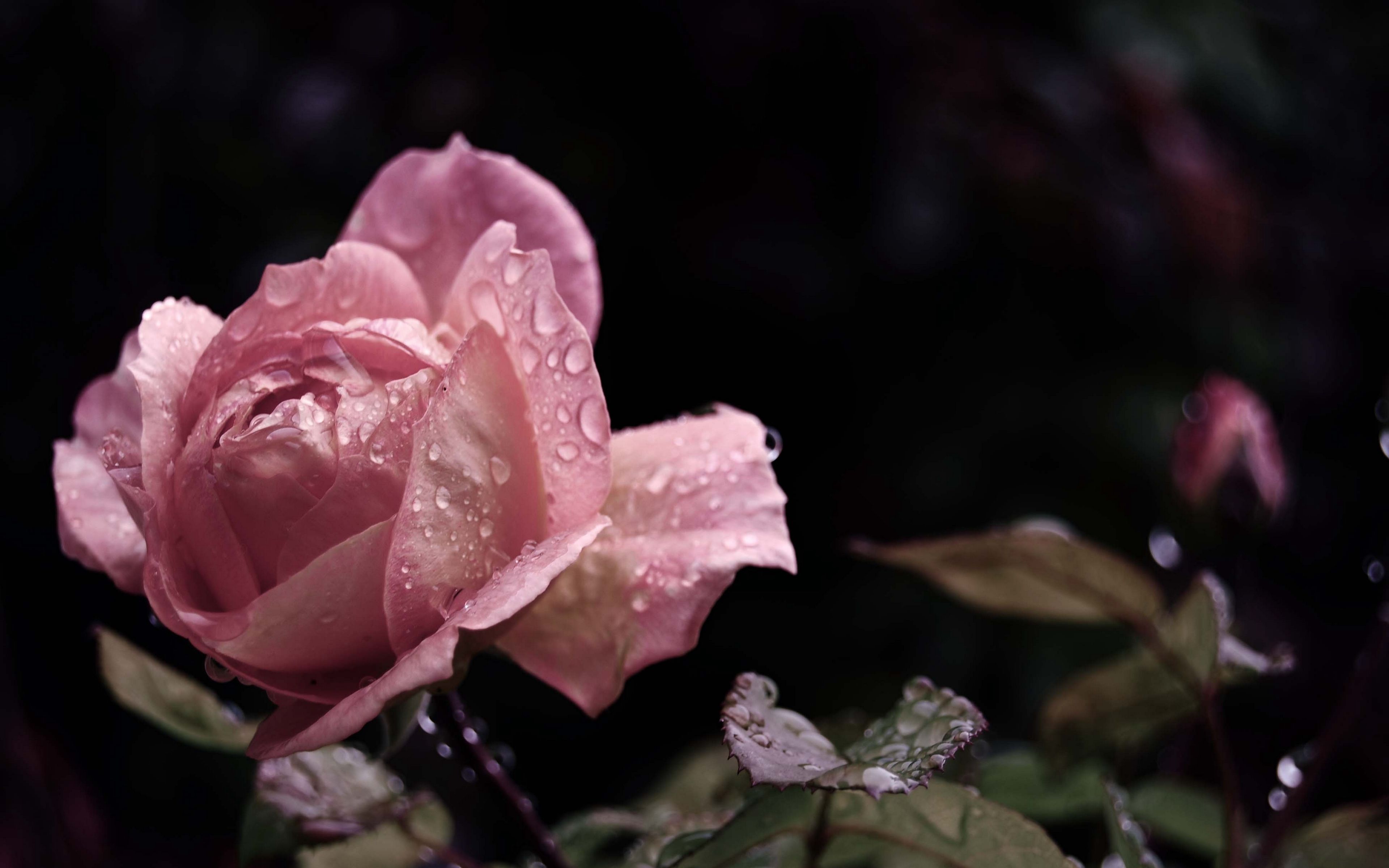 Download wallpaper 3840x2400 rose, flower, bud, leaf, drops, rain 4k ultra HD 16:10 HD background