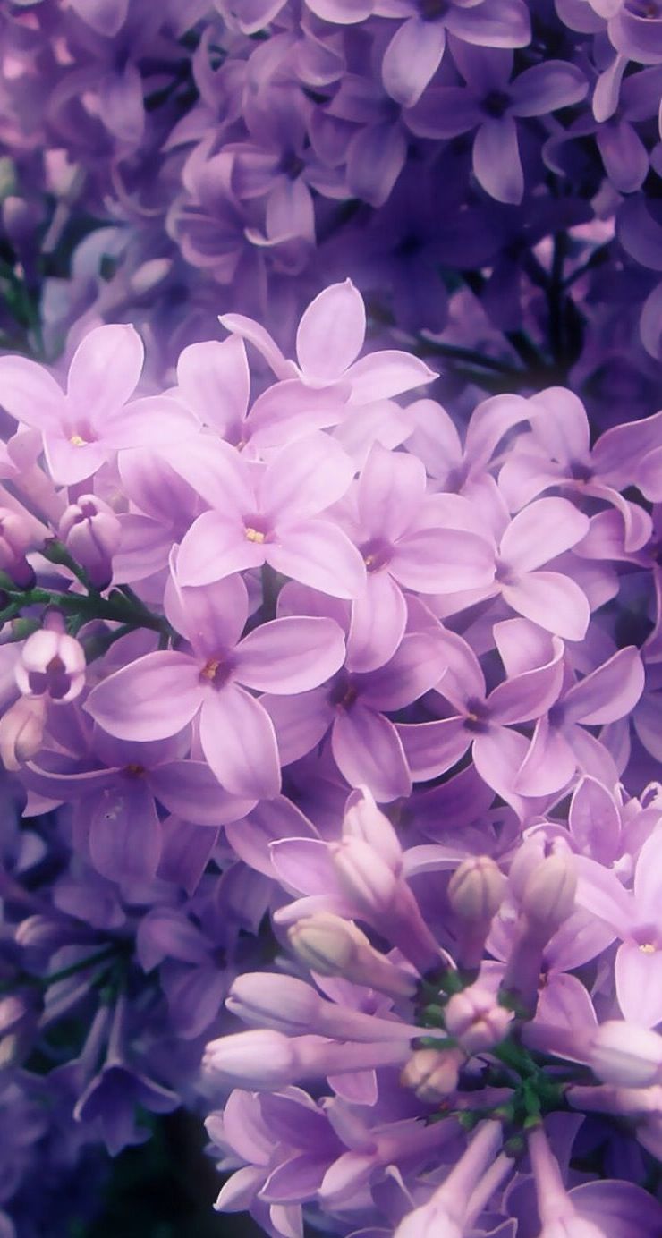 Lilac  Purple Lilac Flower Wallpaper Download  MobCup