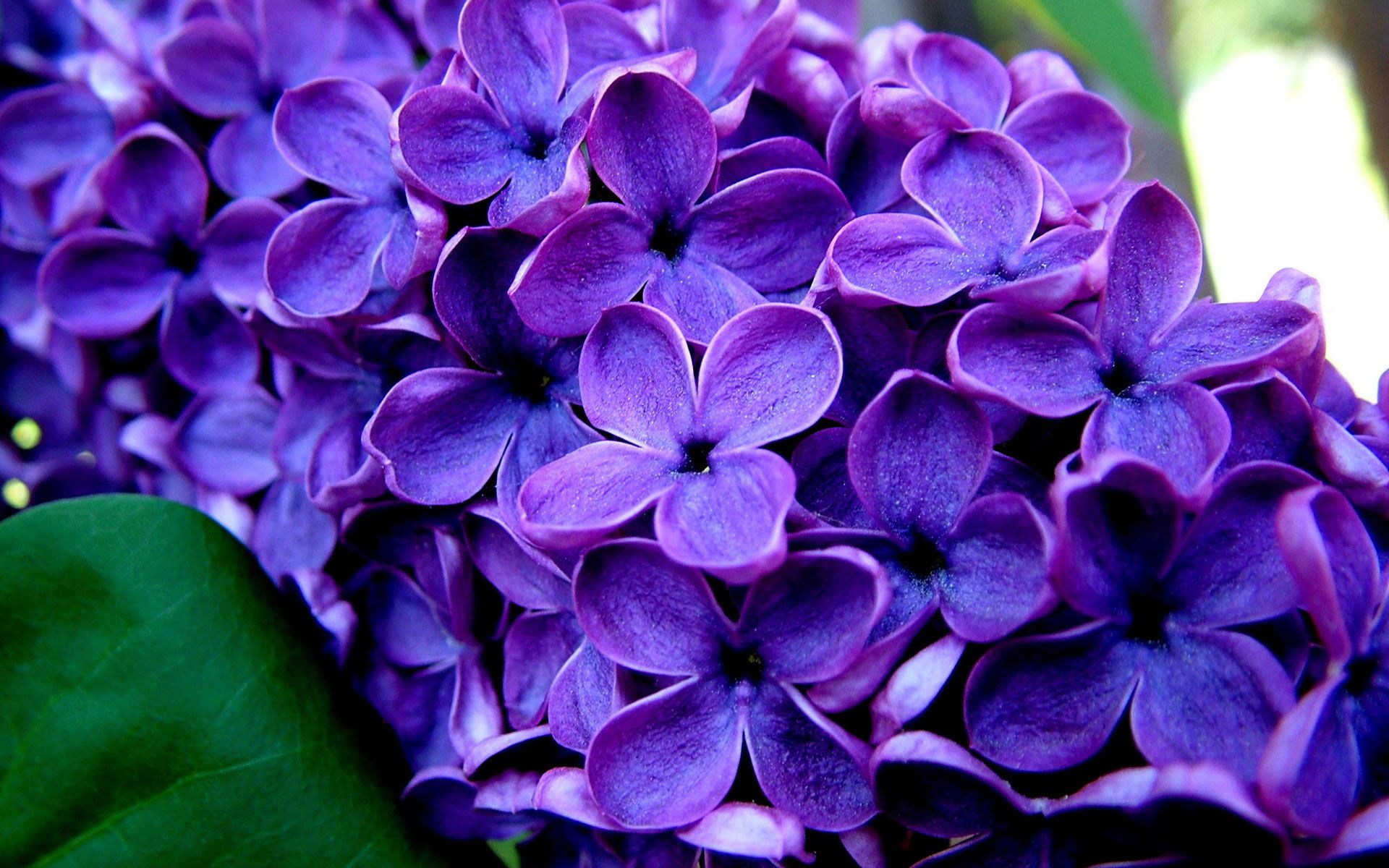 Purple Lilac Wallpaper