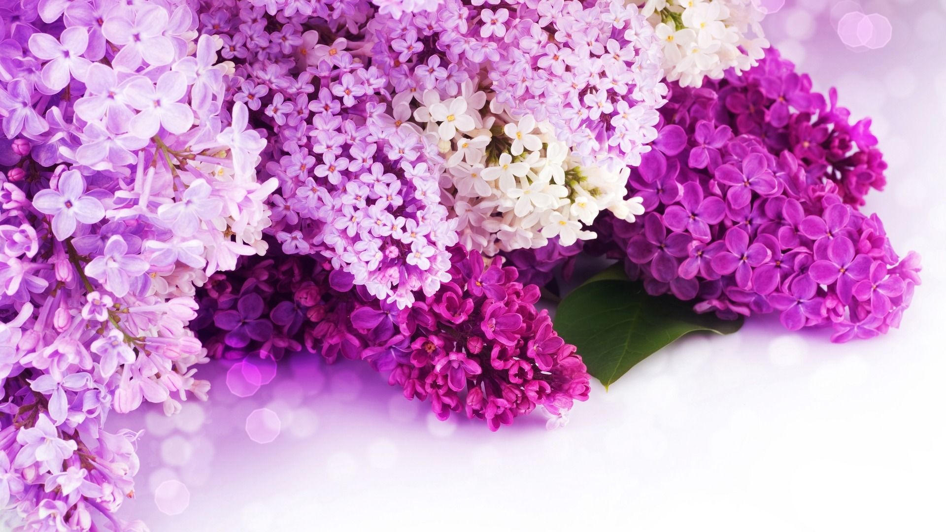 Free download Purple Lilac Wallpaper [1920x1080] for your Desktop, Mobile & Tablet. Explore Purple Lilac Wallpaper. Lilac Wallpaper for Walls, Lilac Tree Wallpaper, Lilac Flowers Wallpaper
