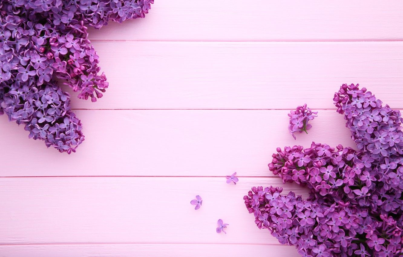 Wallpaper flowers, background, pink background, wood, pink, flowers, lilac, purple, lilac image for desktop, section цветы