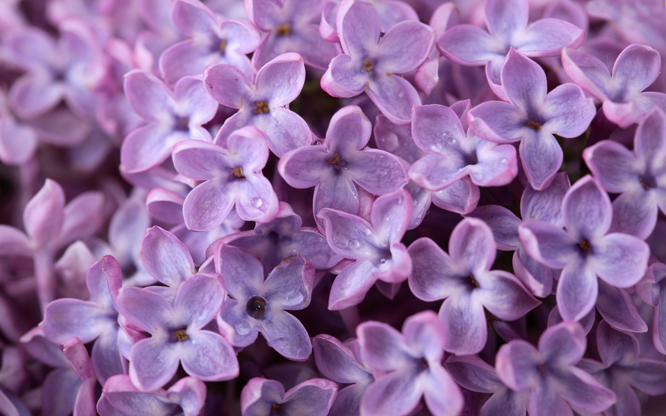 Lilac wallpaperx1600