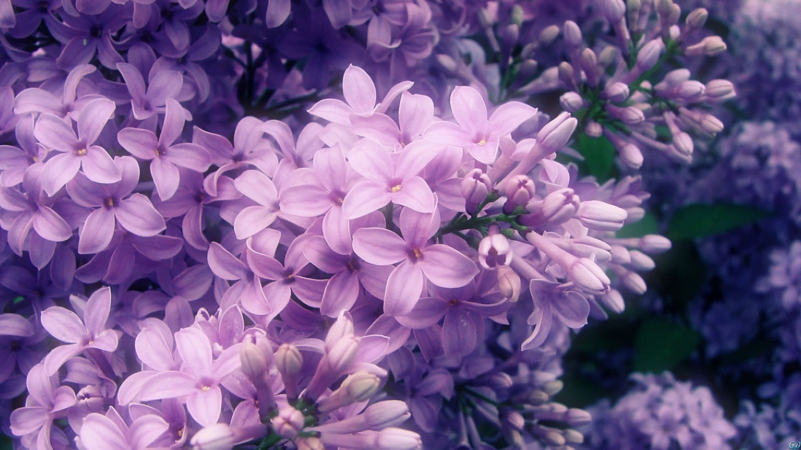 Purple Lilac Flowers Wallpaper