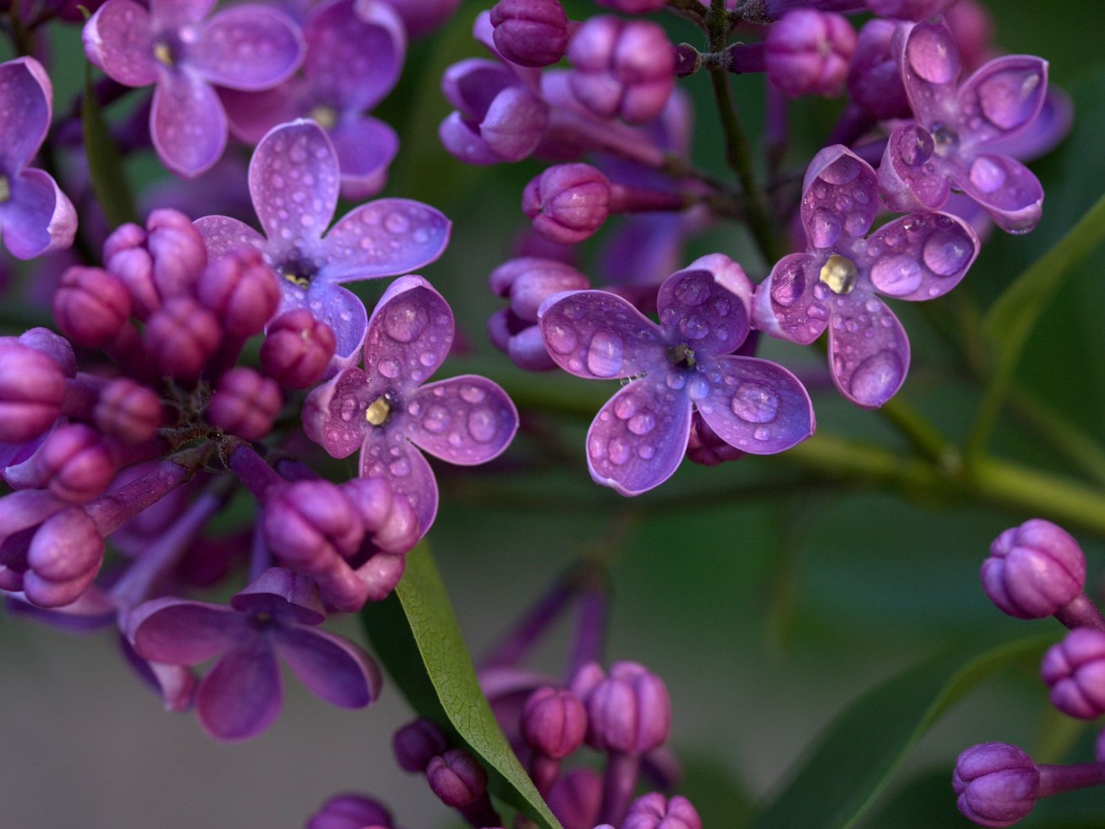 Desktop Wallpaper Purple Lilac, Flowers, Drops, HD Image, Picture, Background, Lk9ext