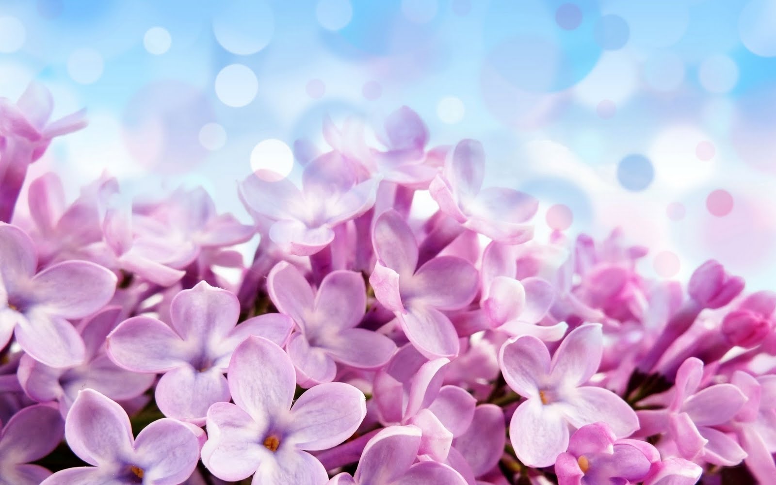 BEAUTIFUL LOVE WALLPAPERS: Purple Lilac Flowers Amazing Macro HD Love Wallpaper