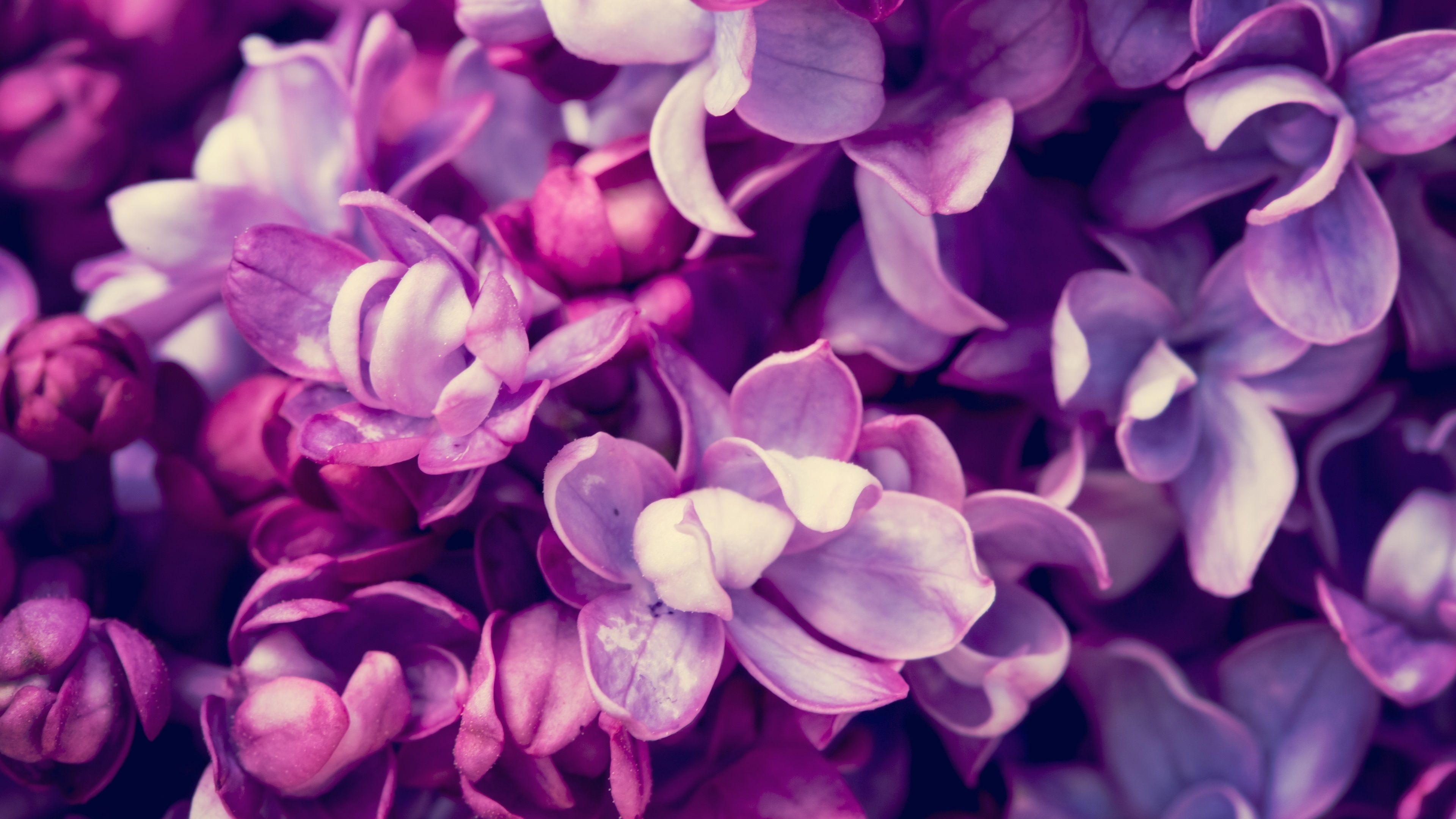 Wallpaper Spring, purple lilac flowering, macro photography 3840x2160 UHD 4K Picture, Image
