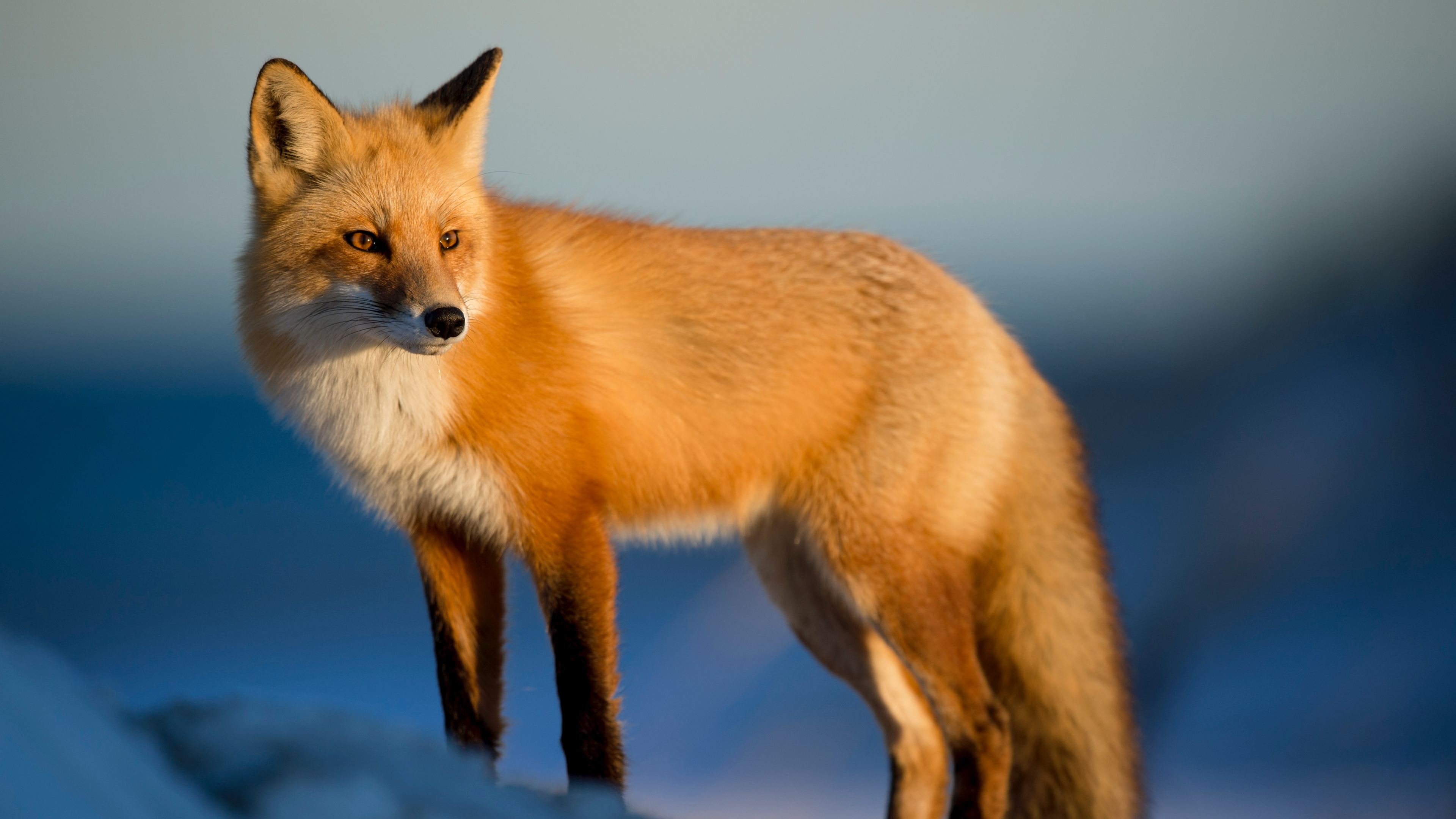 A 4K ultra hd wallpaper of a fox dressed in a computer