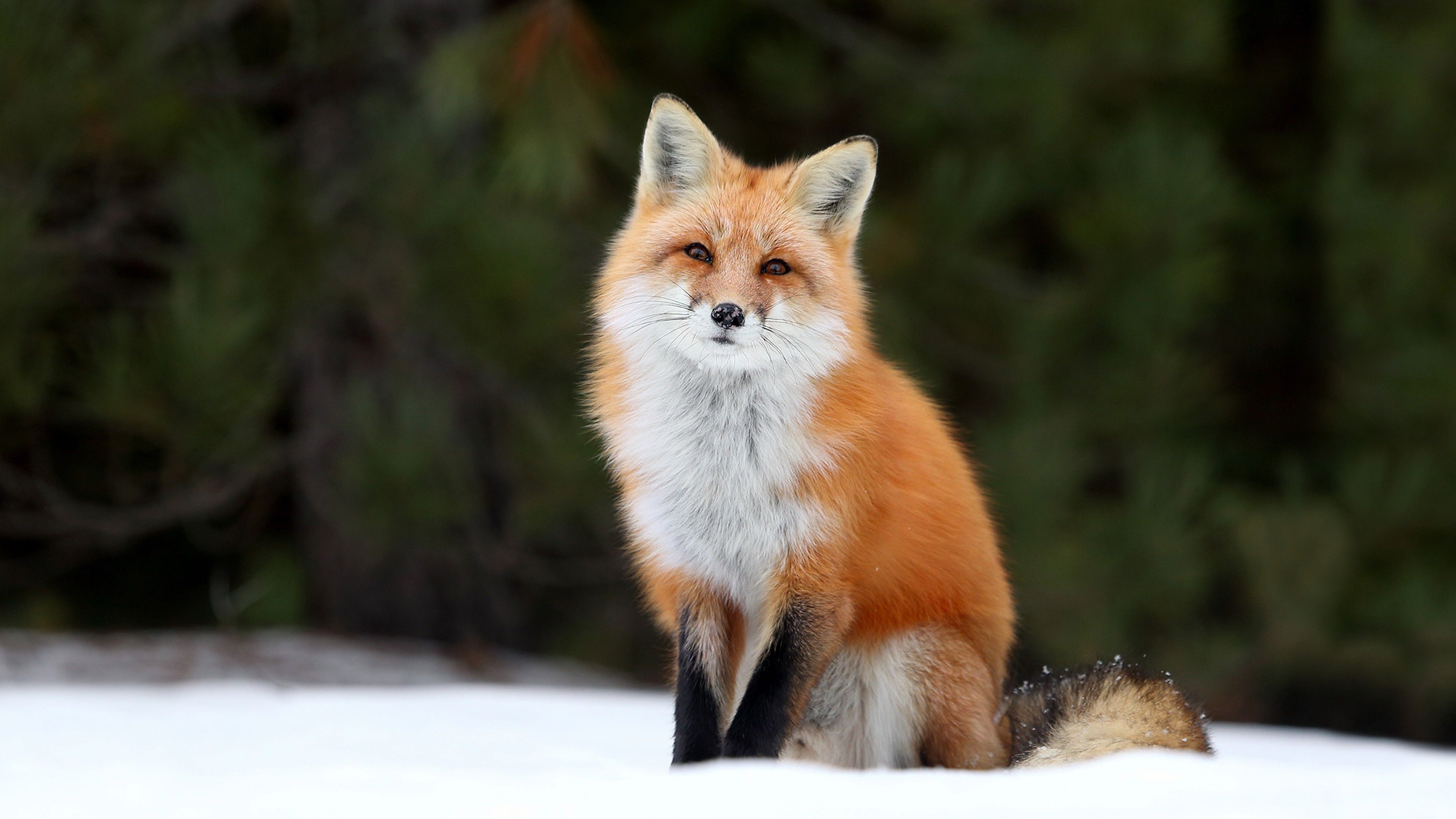 Wallpaper fox, snow, 4k, Animals