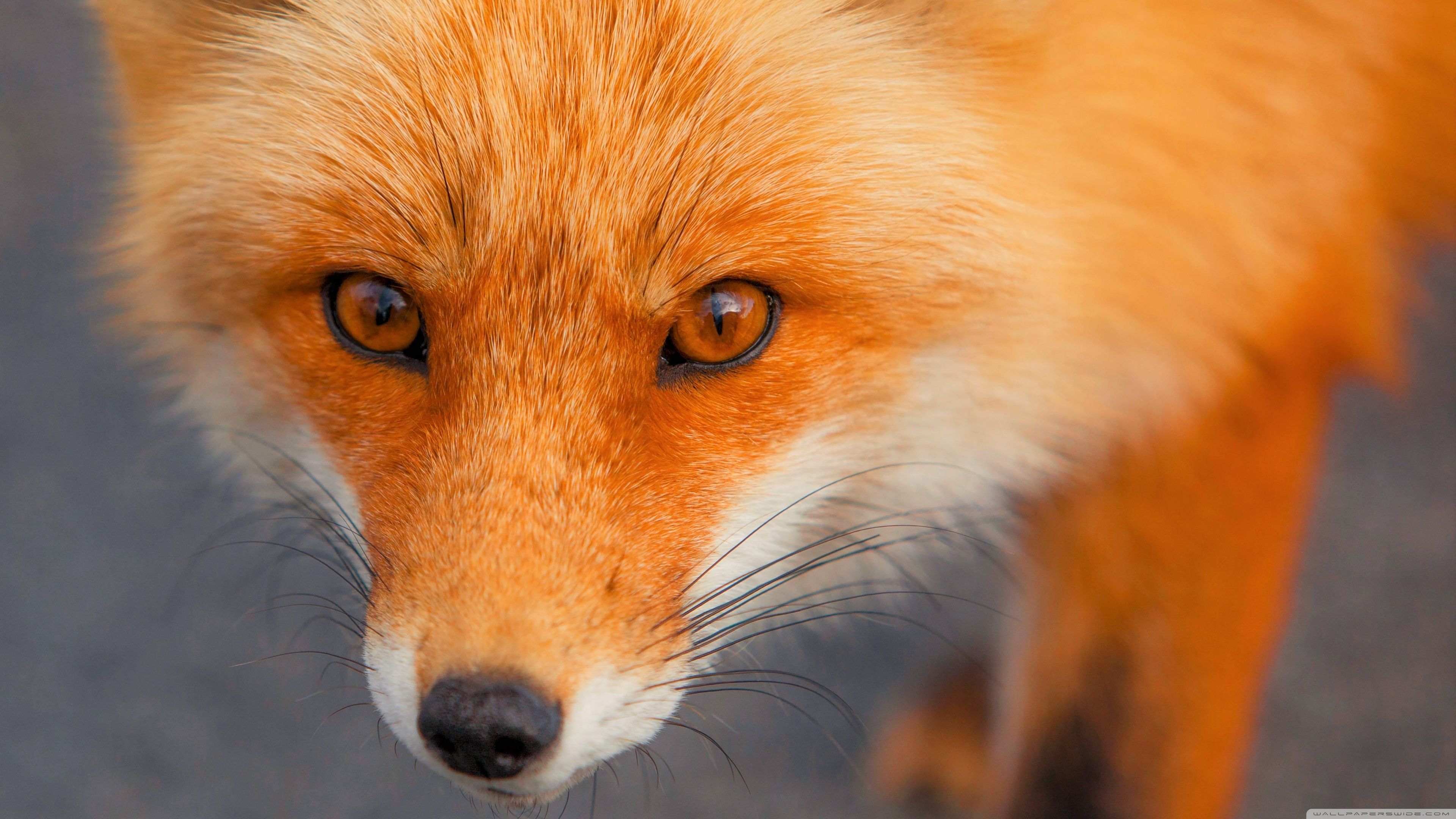 Free download Red Fox Face 4K HD Desktop Wallpaper for 4K Ultra HD TV Wide [3840x2160] for your Desktop, Mobile & Tablet. Explore Red Face Wallpaper. Red Face Wallpaper