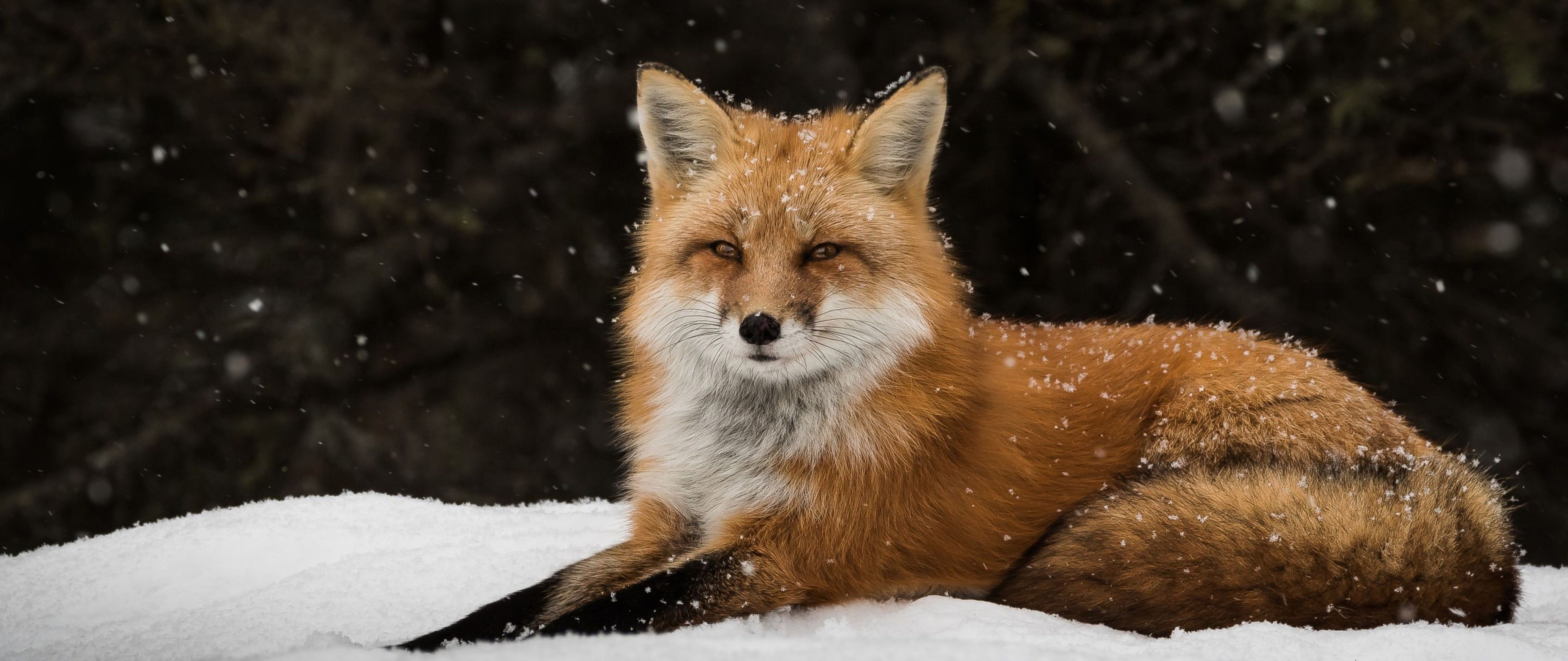 Fox Snow Forest Wallpaper for Desktop and Mobiles 4K Ultra HD Wide TV