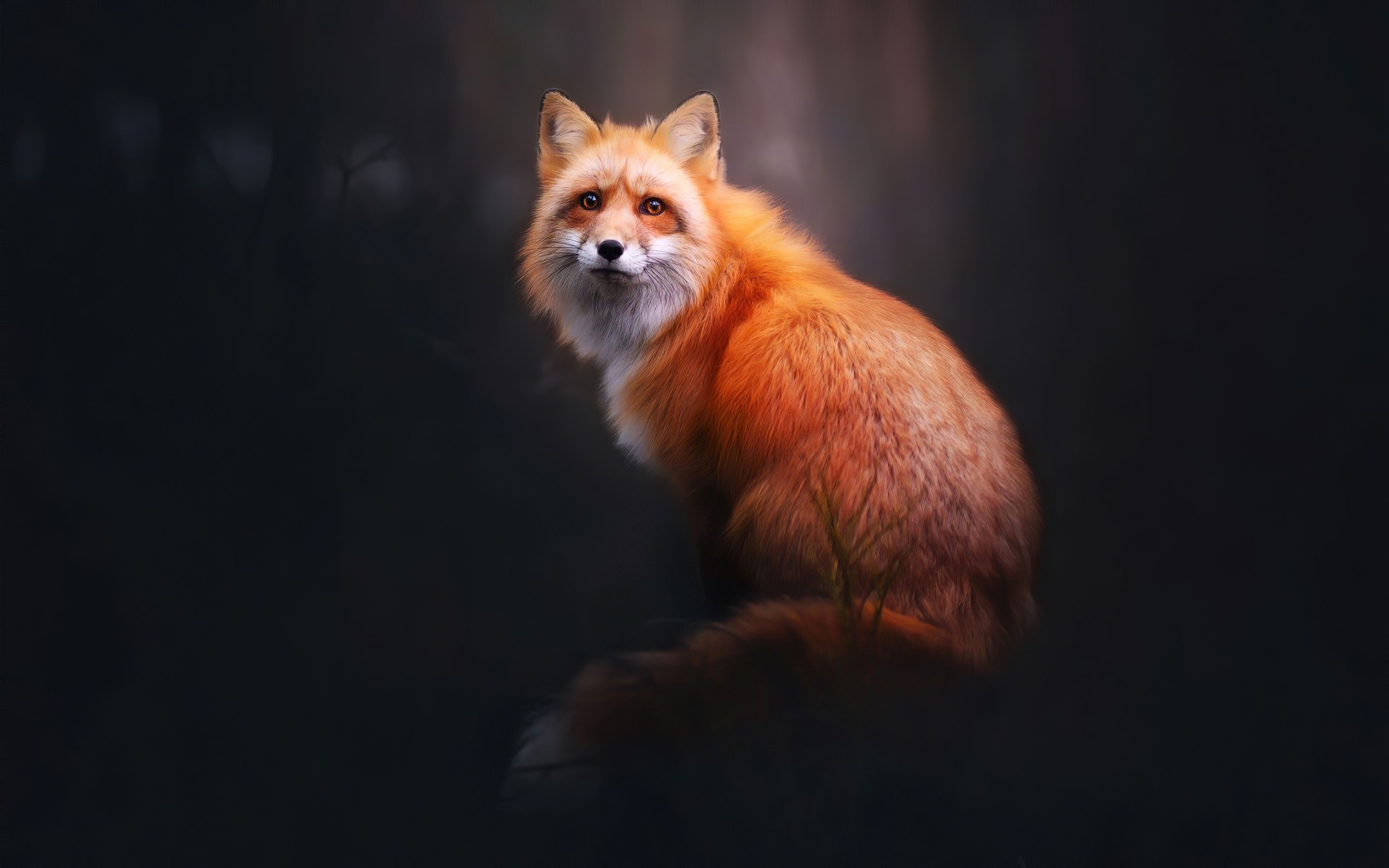 Fox Digital Art 4k, HD Animals, 4k Wallpaper, Image, Background, Photo and Picture