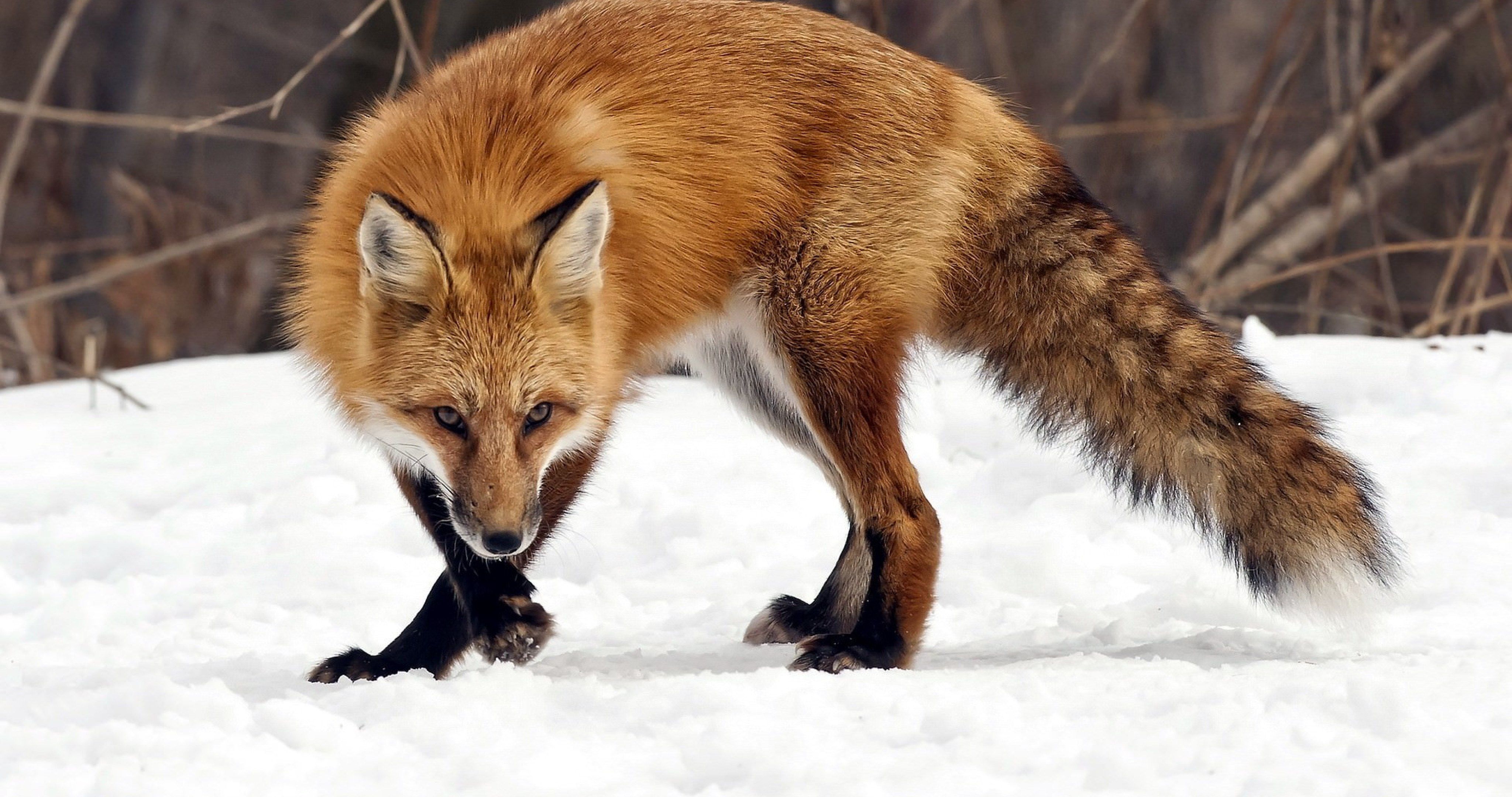 A 4K ultra hd wallpaper of a fox dressed in a computer