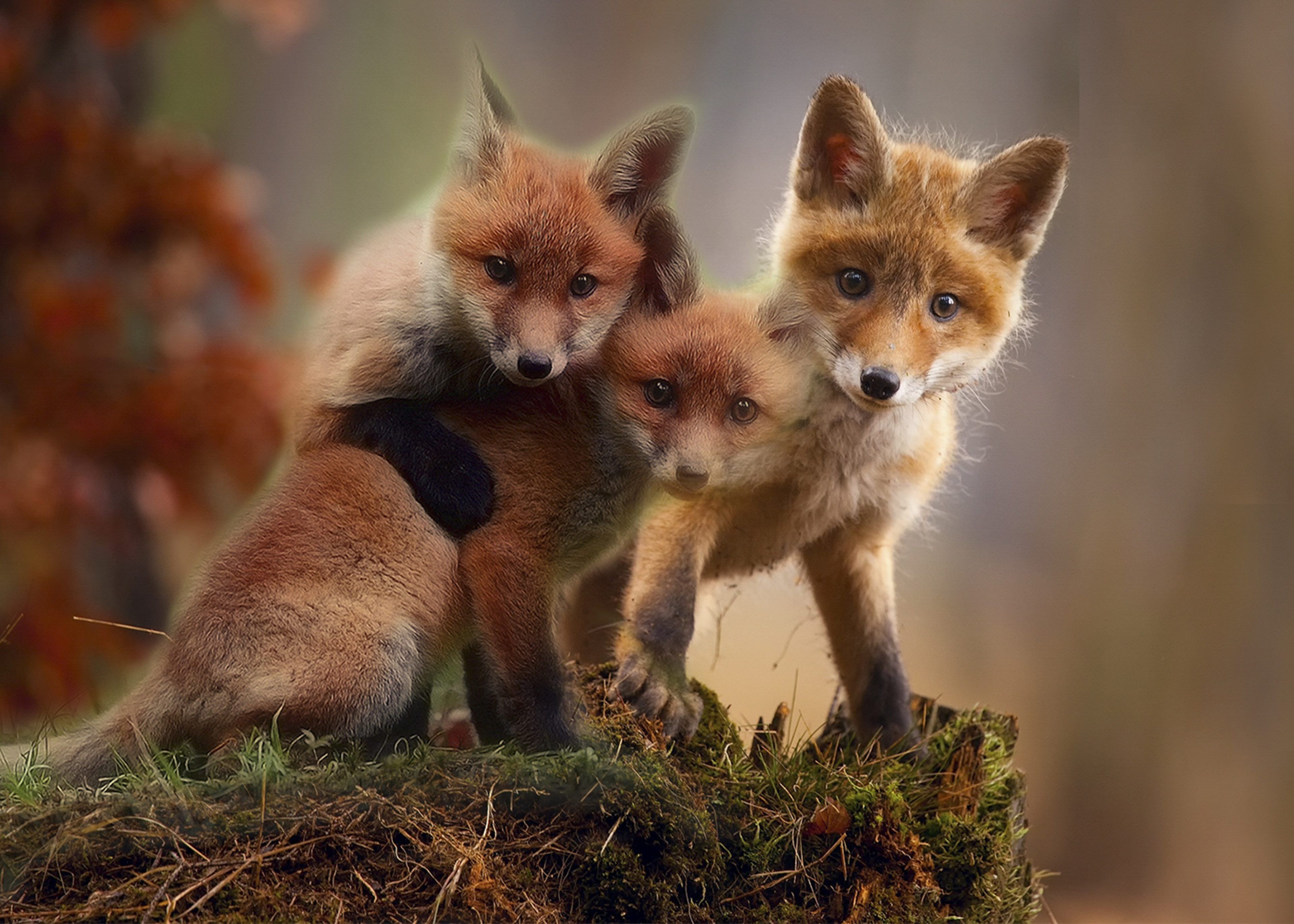 Cute Baby Fox Wallpaper 4k Resolution Red Fox HD Wallpaper