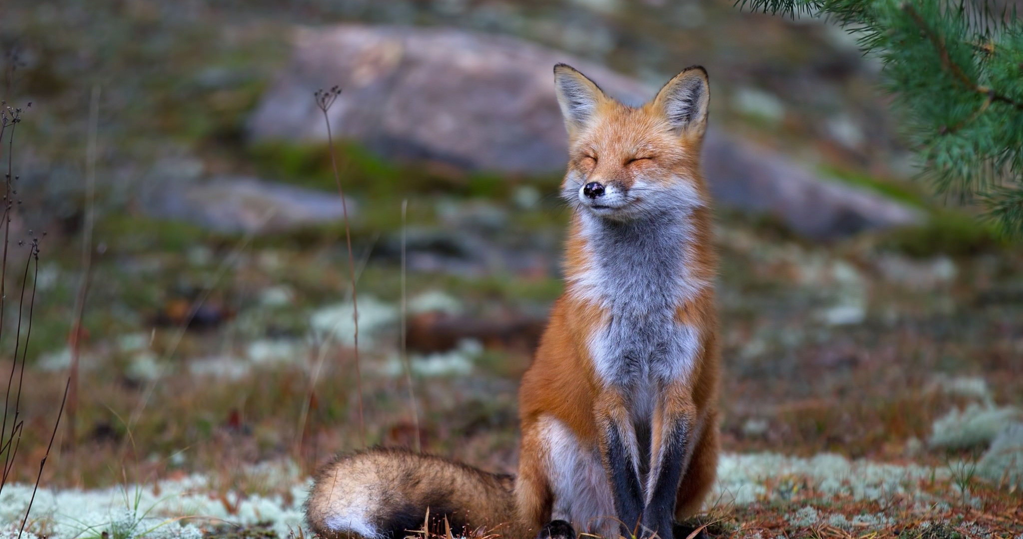 A 4K ultra hd wallpaper of a fox dressed in a computer