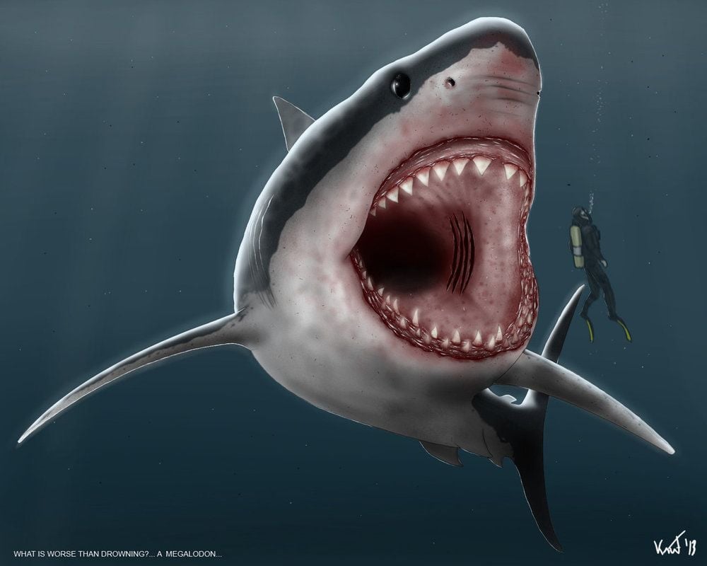 Megalodon and Picture