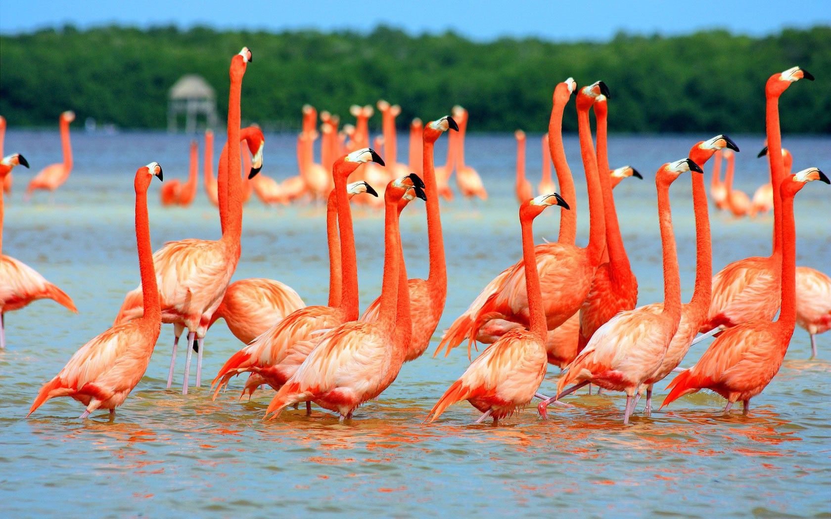 animals, Flamingos, Lake, Nature, Birds Wallpaper HD / Desktop and Mobile Background