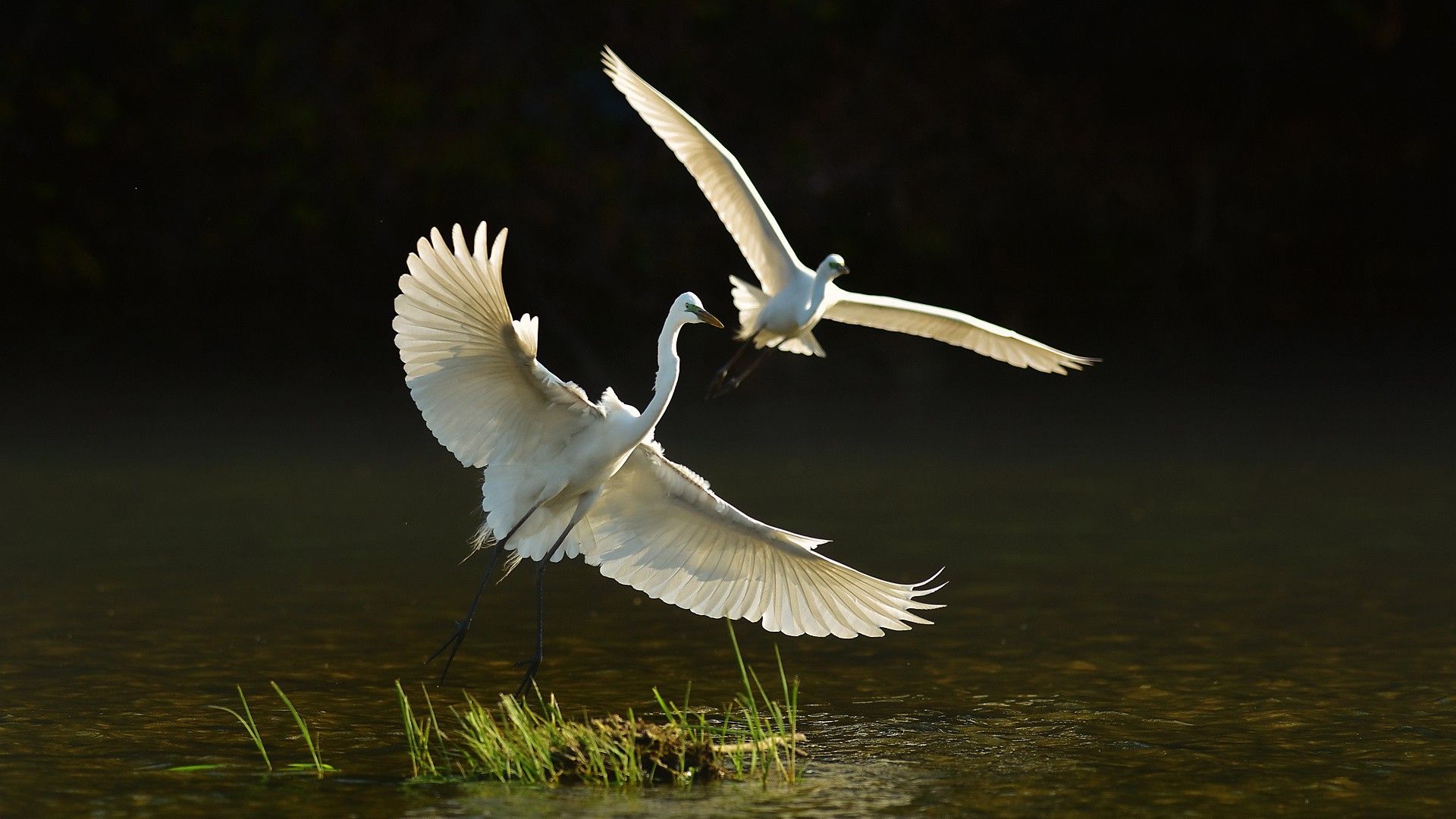 animals, Nature, Birds Wallpaper HD / Desktop and Mobile Background
