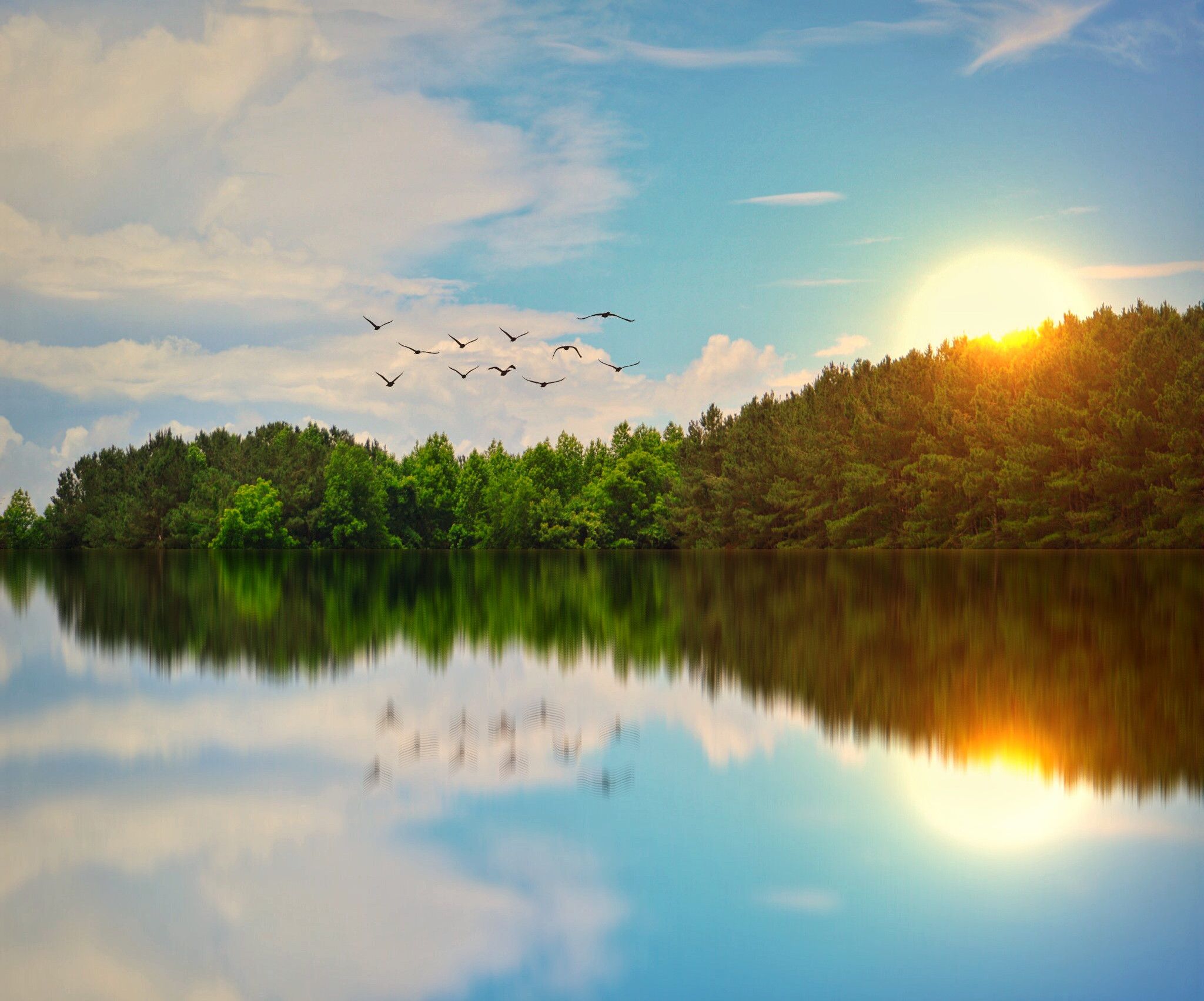 Beautiful Lake Birds Flying, HD Nature, 4k Wallpaper, Image, Background, Photo and Picture