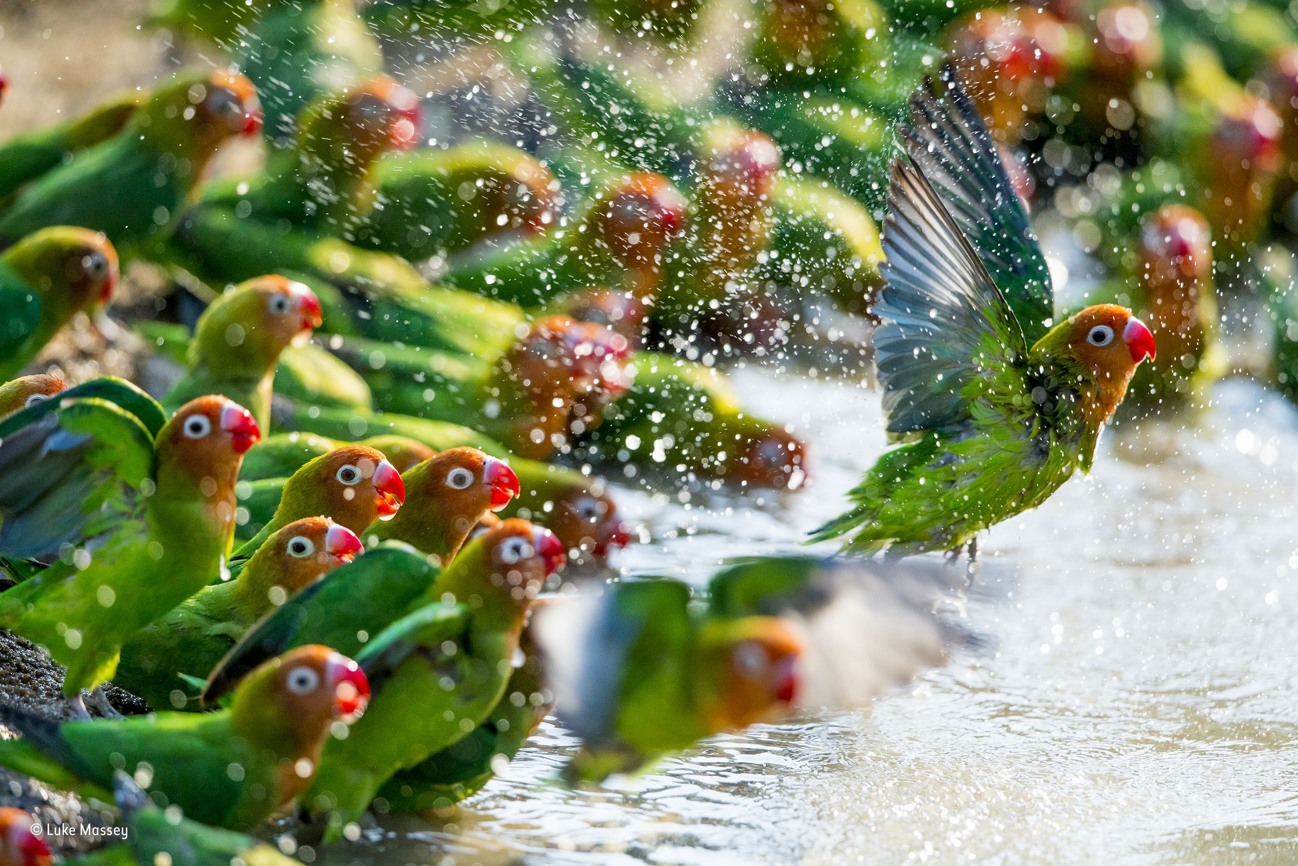 Wallpaper, nature, animals, birds, parrot, water drops, colorful, flying, bokeh 2560x1707