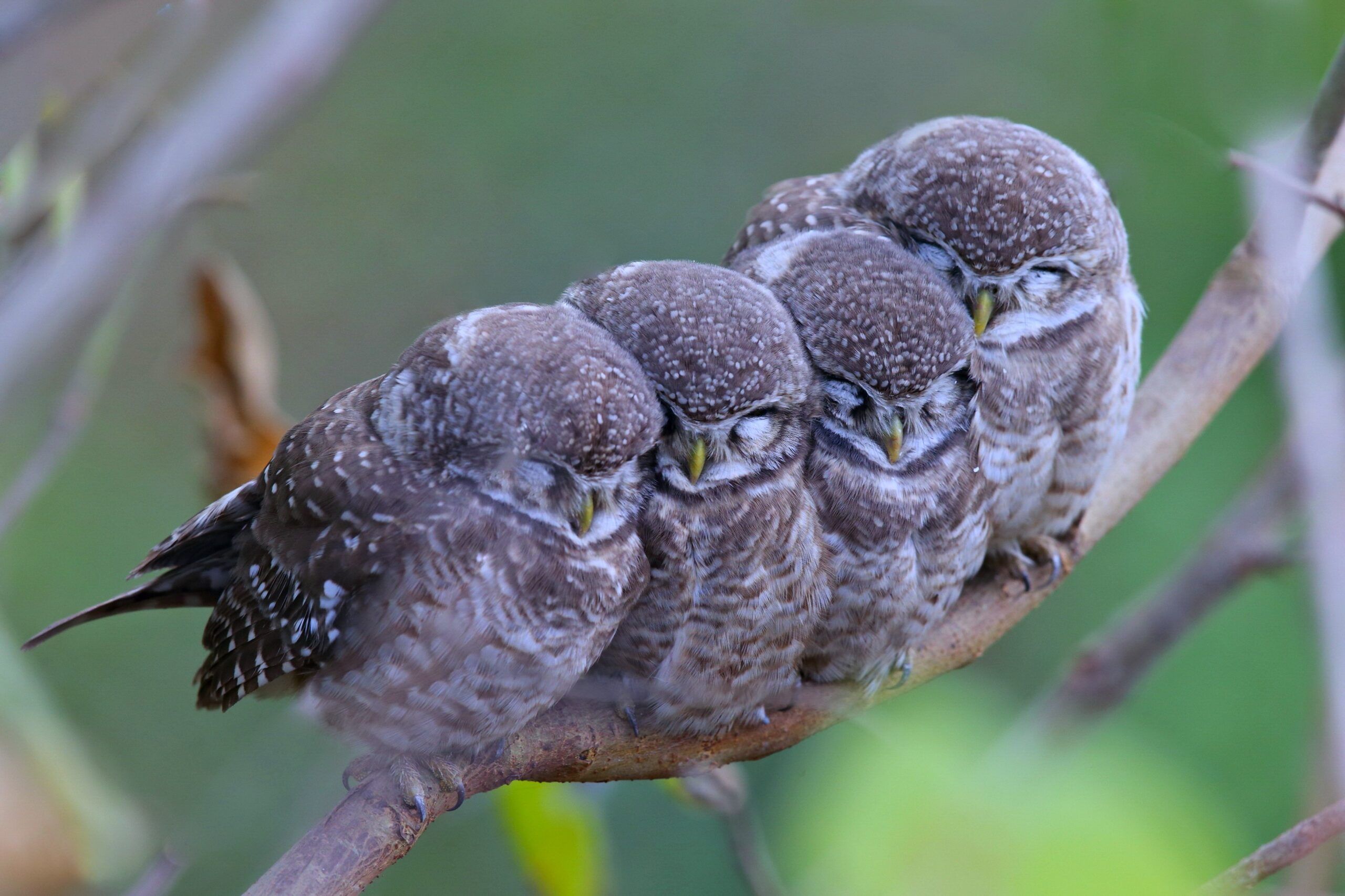 Bird Wallpaper Landscapes, birds, Owls, Bird Background, Wallpaper Image, Mood, Nature, Sleep, Full Hd, Twigs, Four, Group