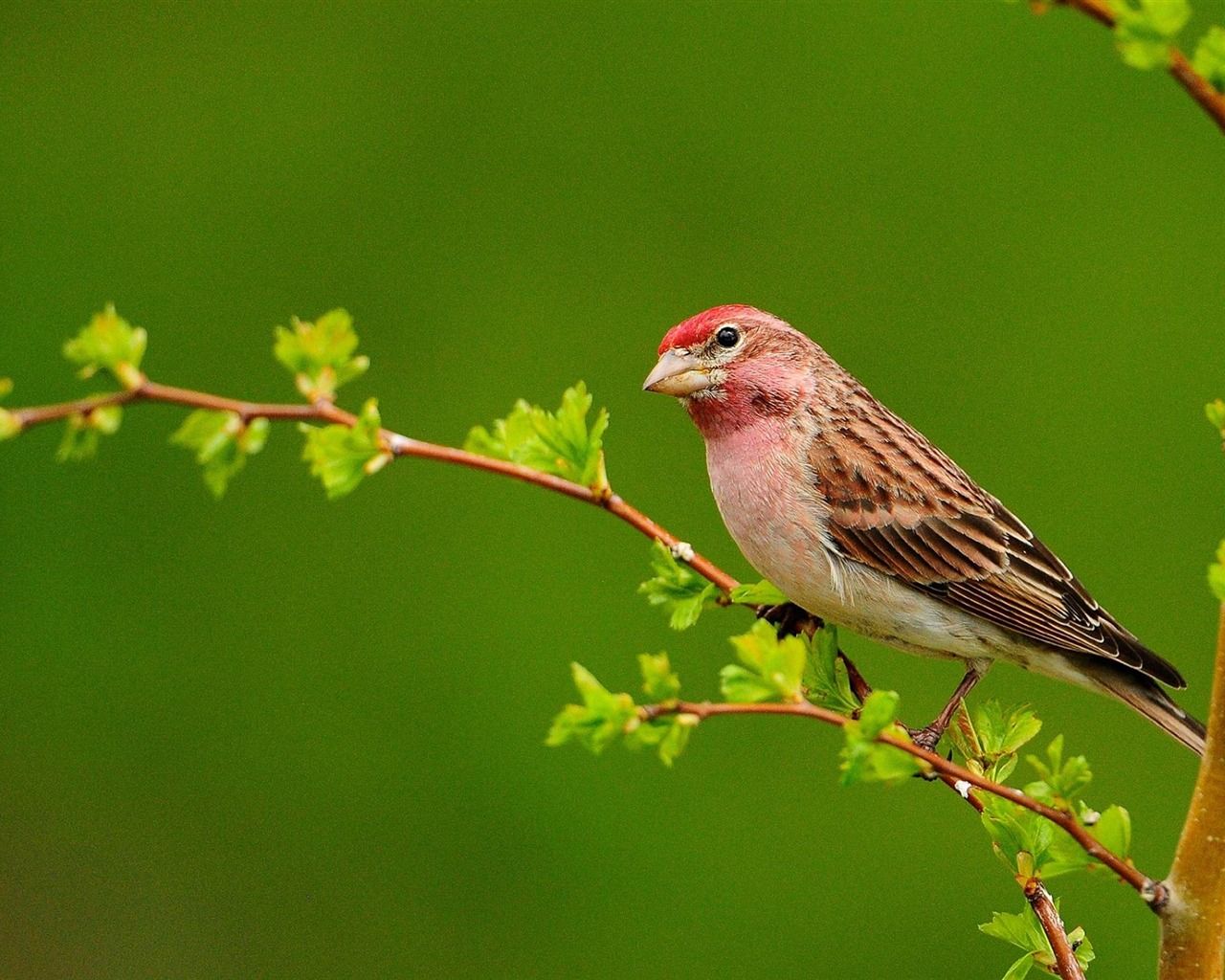 Beautiful Bird Natural Animal Photography Wallpaper