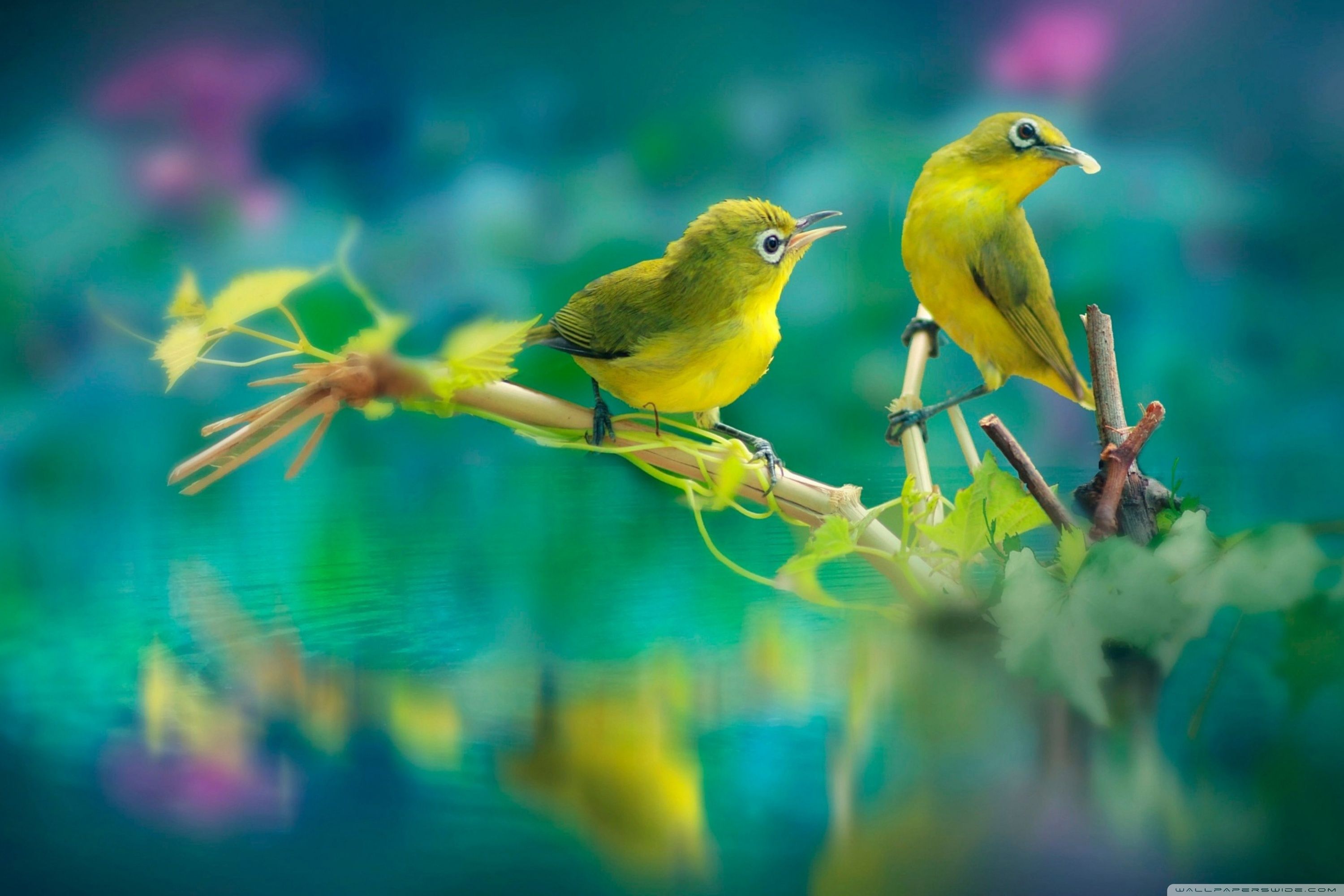 Hd Wallpapers 1080p Love Birds | Most beautiful birds, Beautiful birds, Pet  birds
