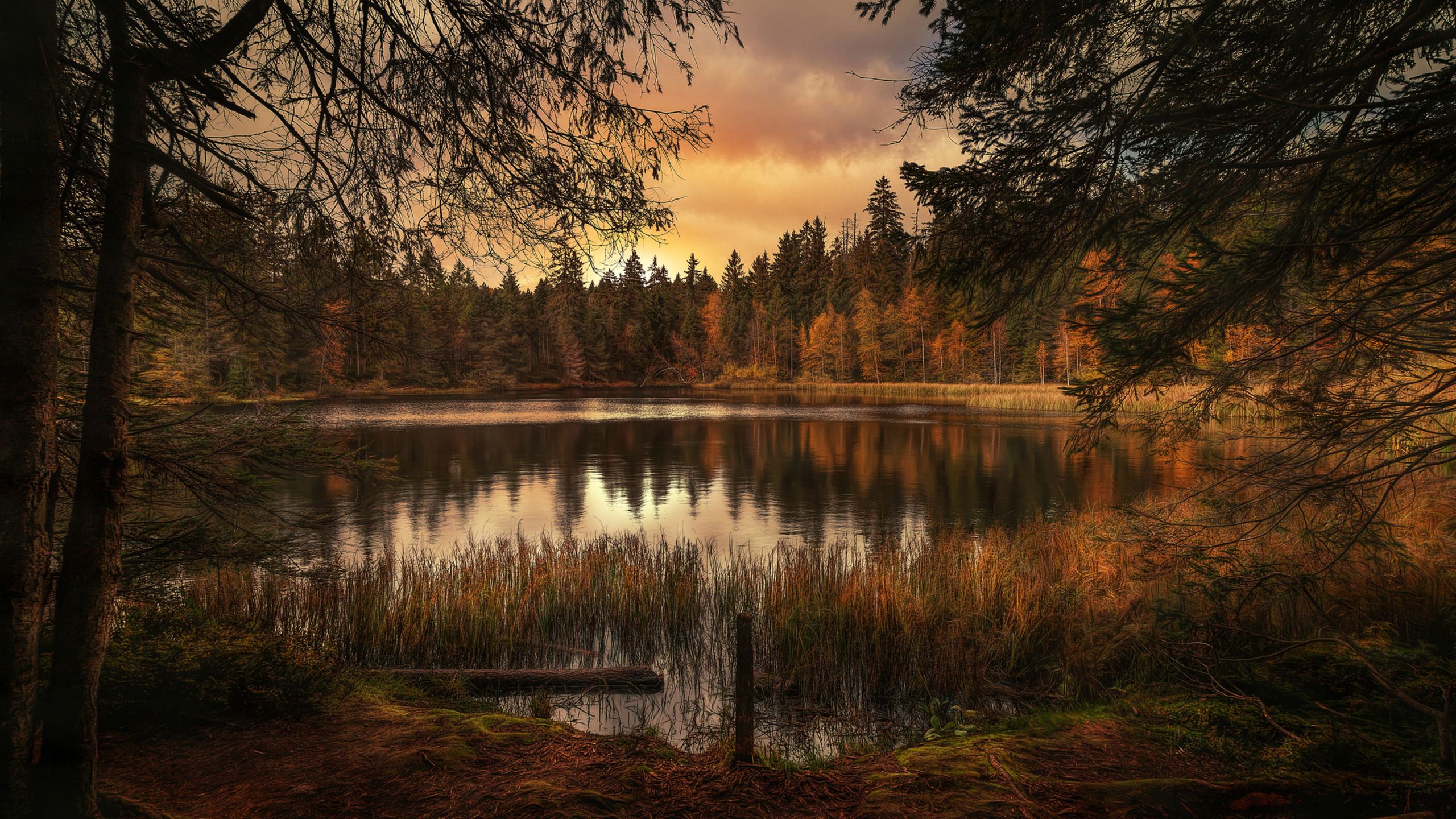 Forest Lake Landscape 1440P Resolution HD 4k Wallpaper, Image, Background, Photo and Picture
