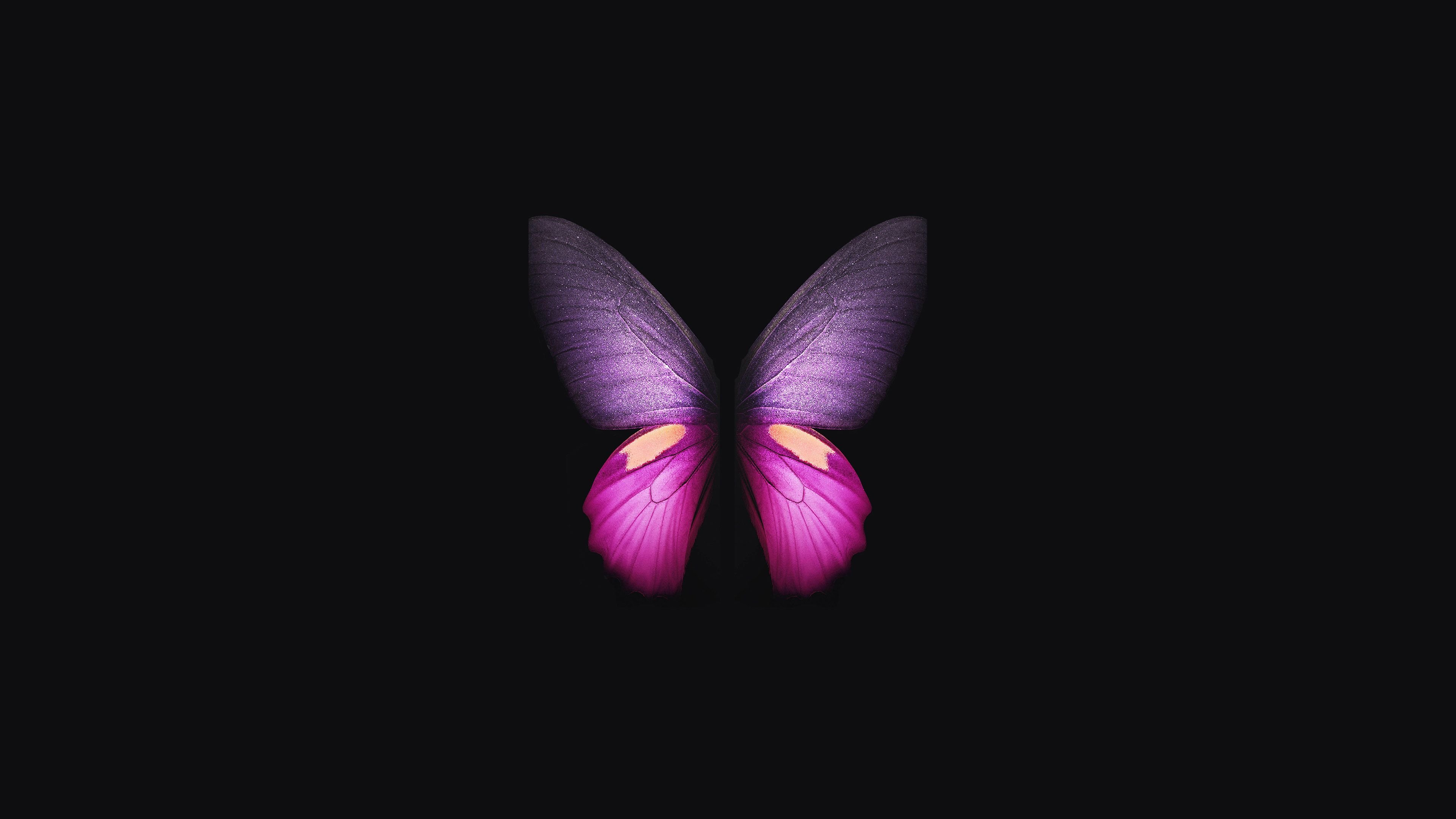 Pink Purple Butterfly In Black Background 4K HD Butterfly Wallpaper