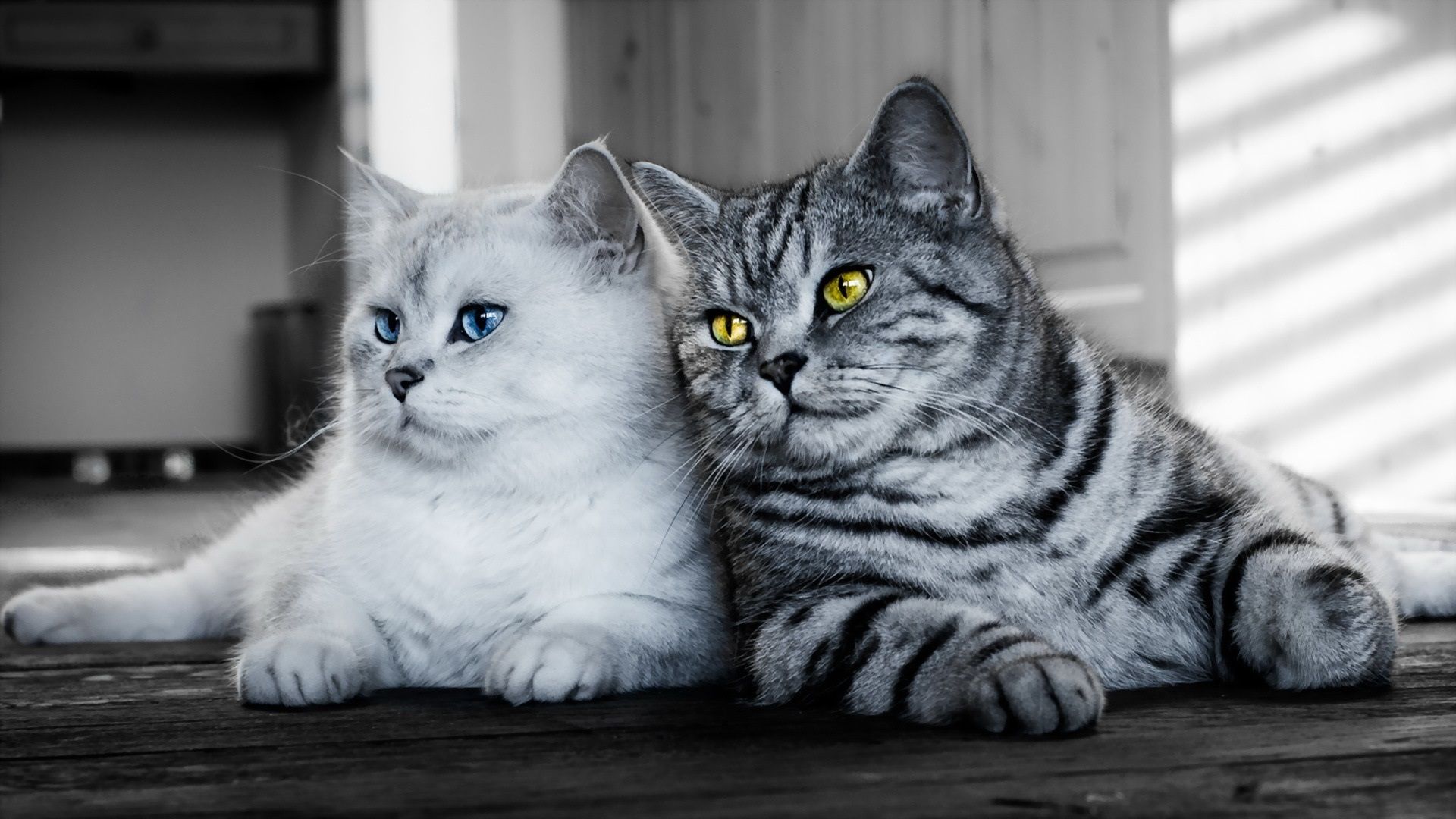Wallpaper Two cats, white, gray 1920x1080 Full HD 2K Picture, Image