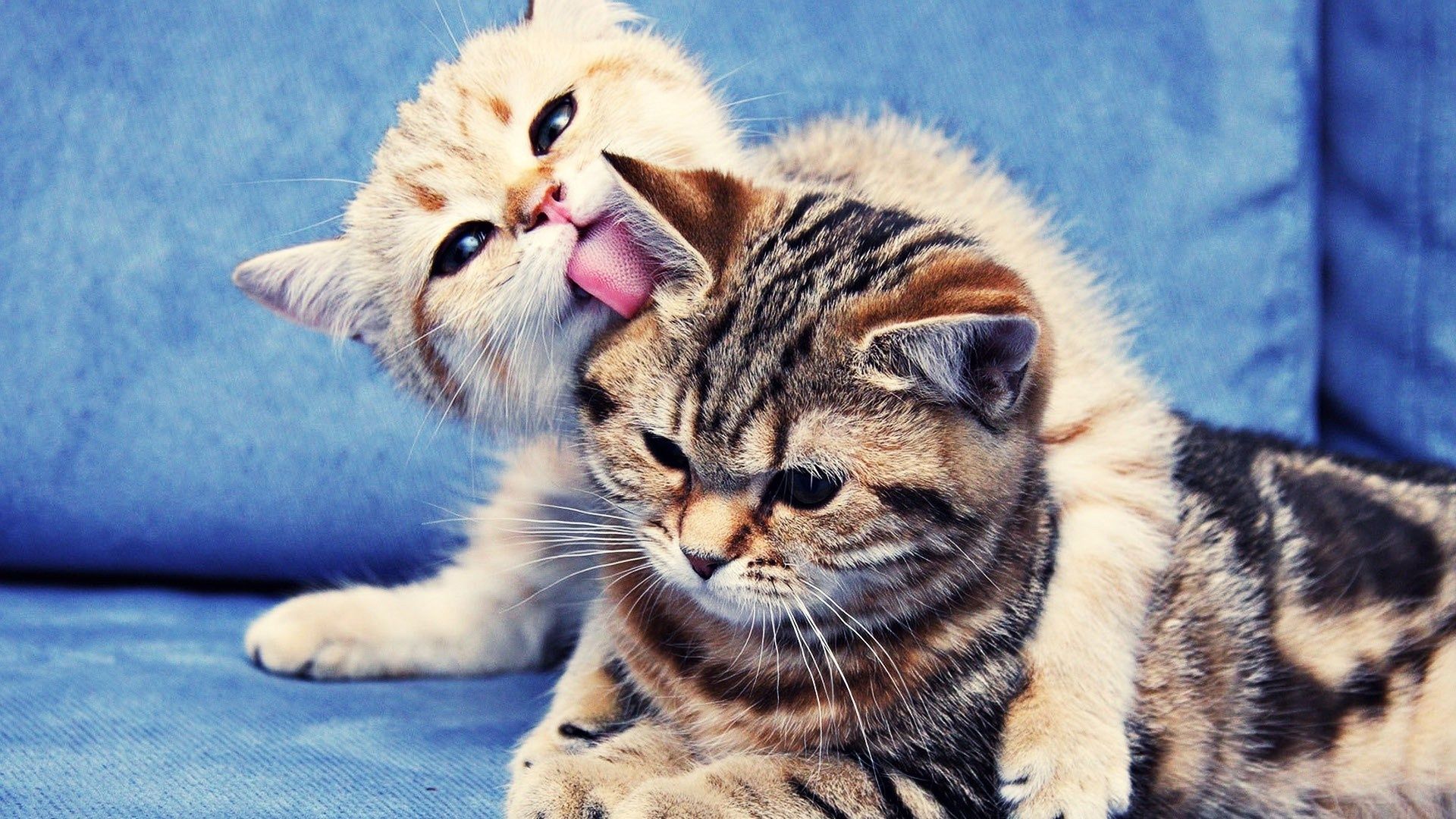 Funny Two Cats
