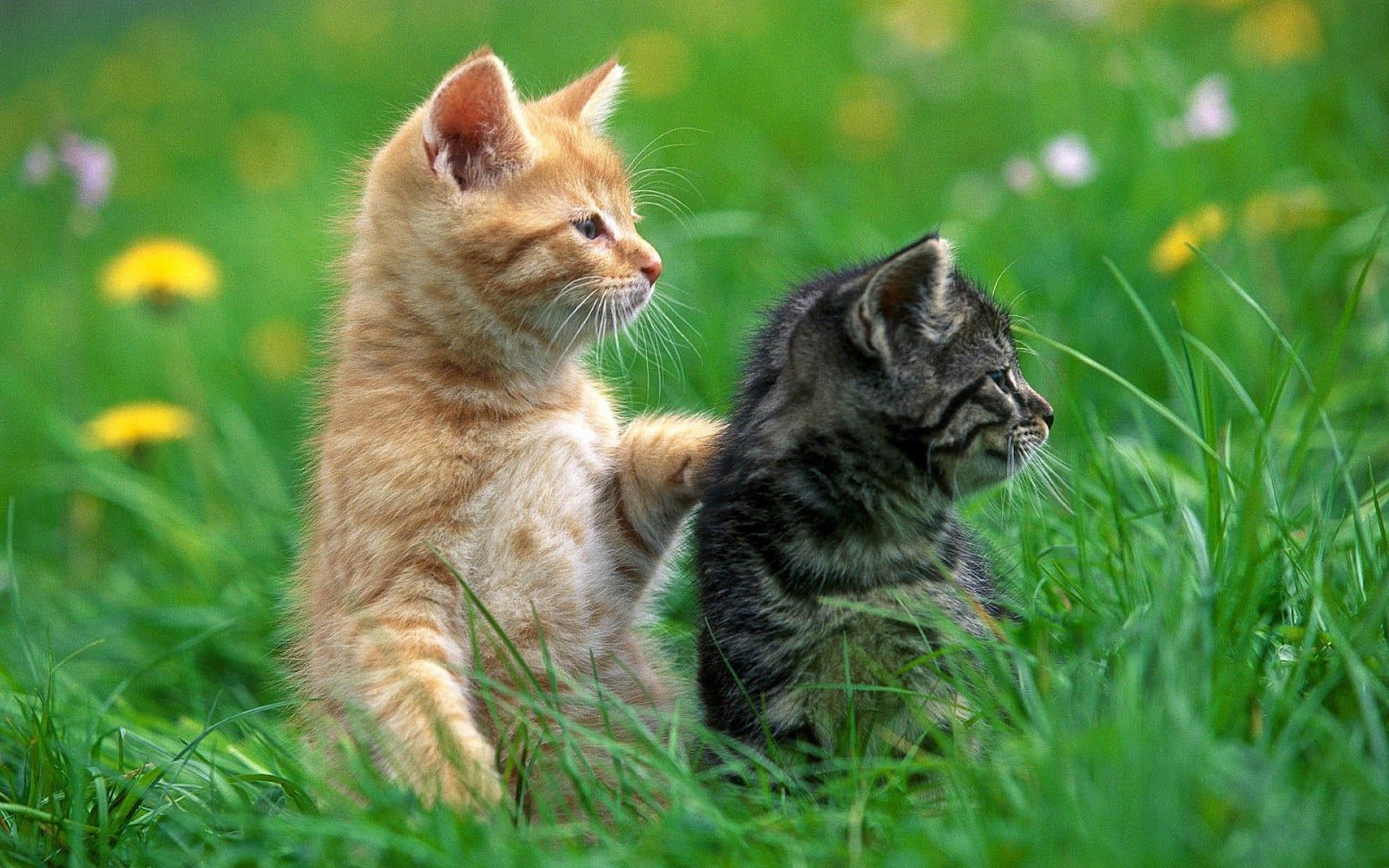 Picture Windows: Wallpaper of two cats in the grass
