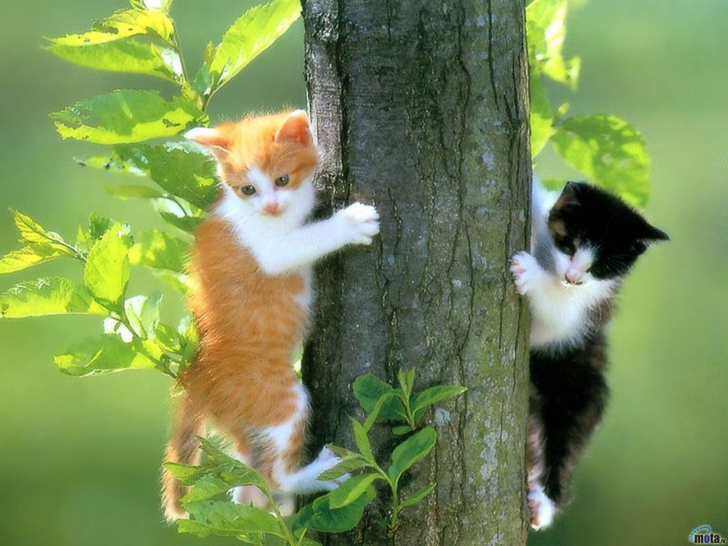 Two Cats wallpaper. Two Cats